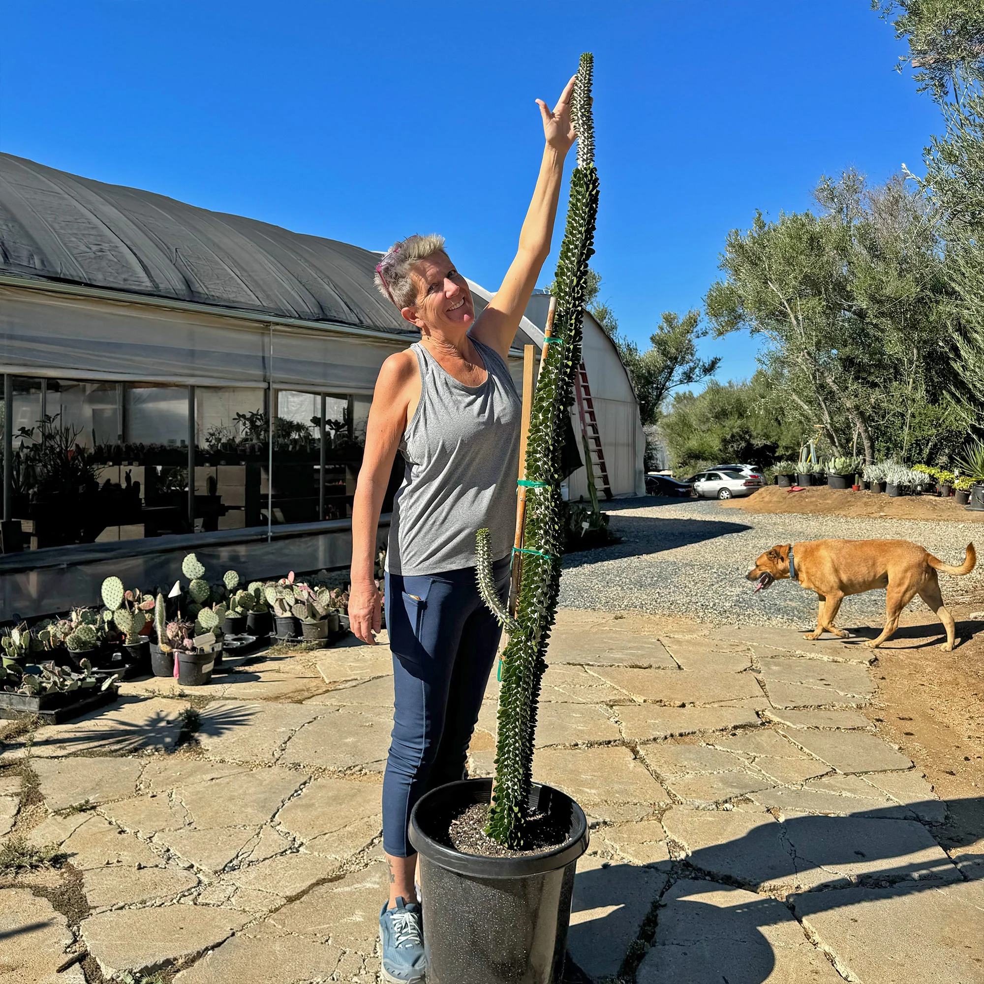 Madagascar ocotillo 'Alluaudia procera'