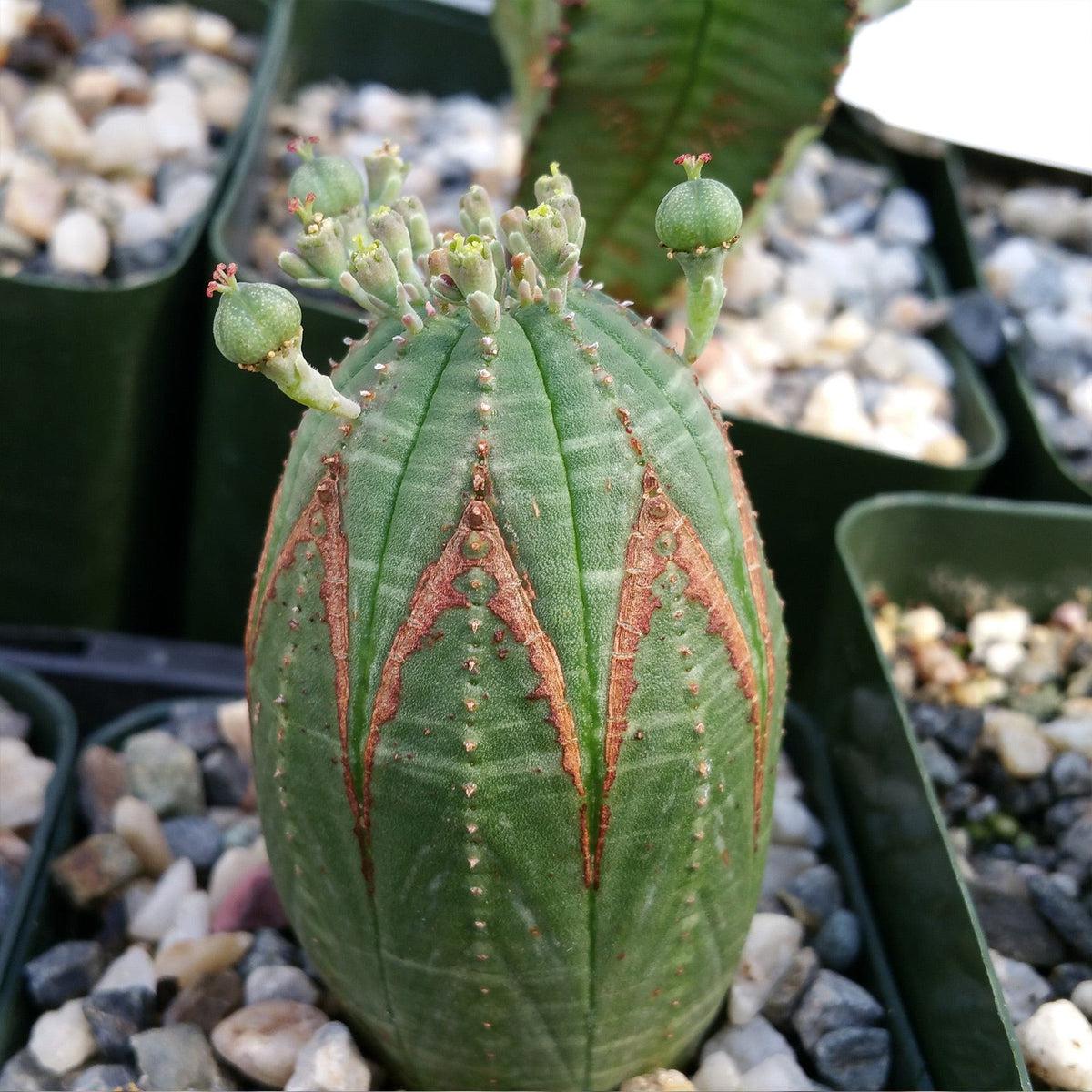 Baseball Plant 'Euphorbia obesa'