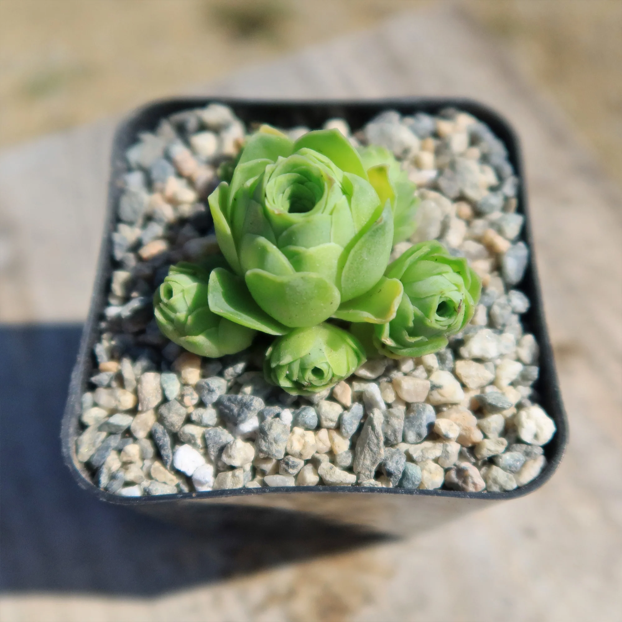Mountain Rose Succulent ��Aeonium dodrantale�� (Greenovia dodrantalis)