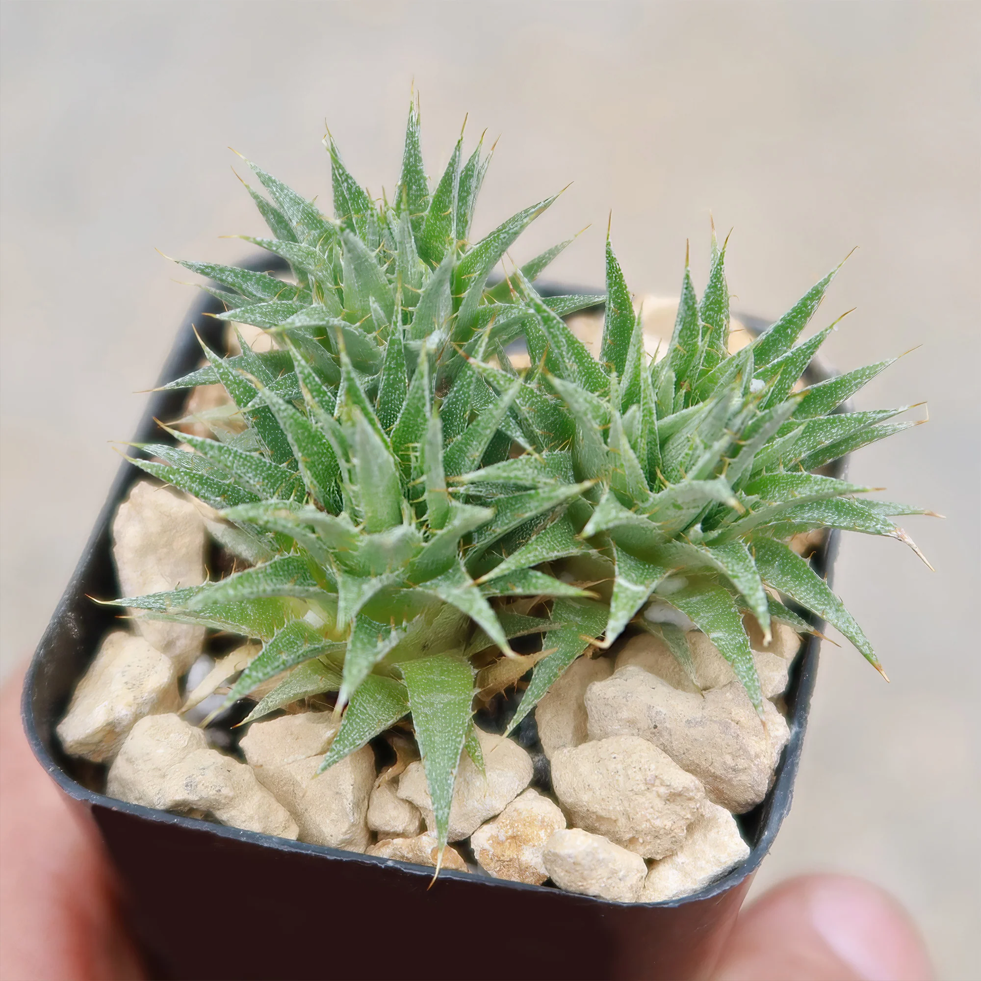 Abromeitiella chlorantha