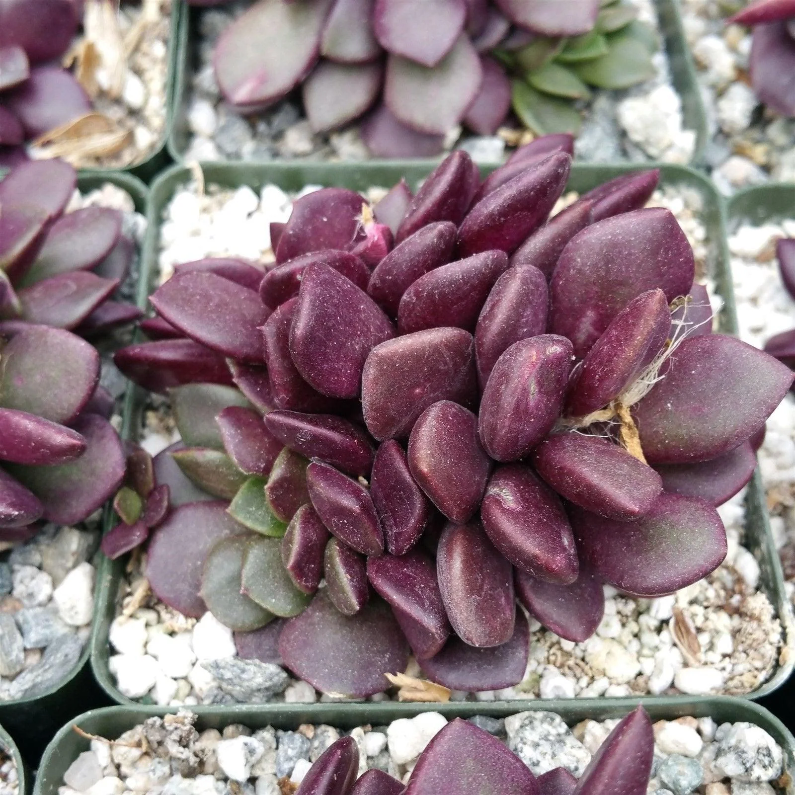 'Sand Rose Succulent - Anacampseros rufescens'