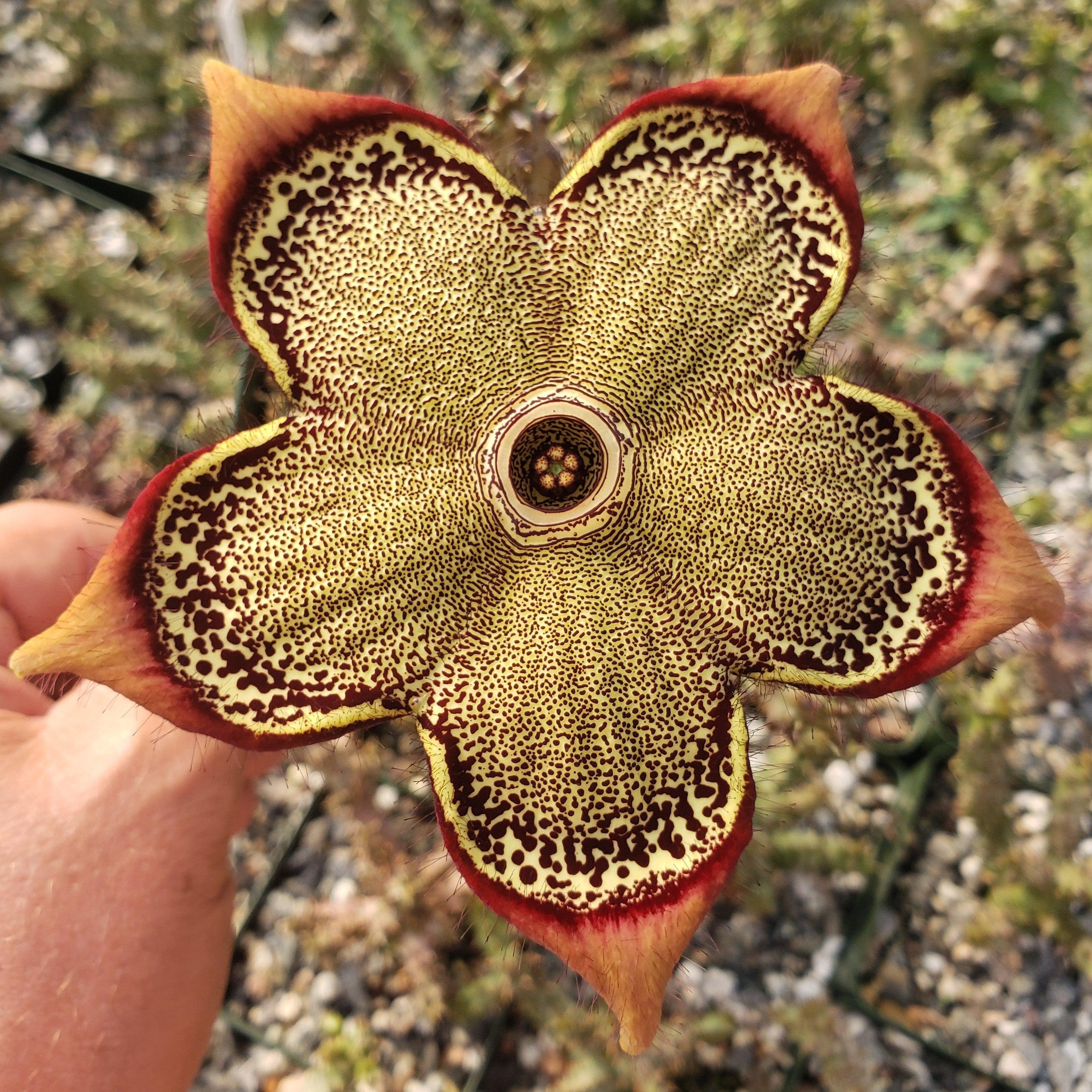 Persian Carpet Flower �C Edithcolea grandis
