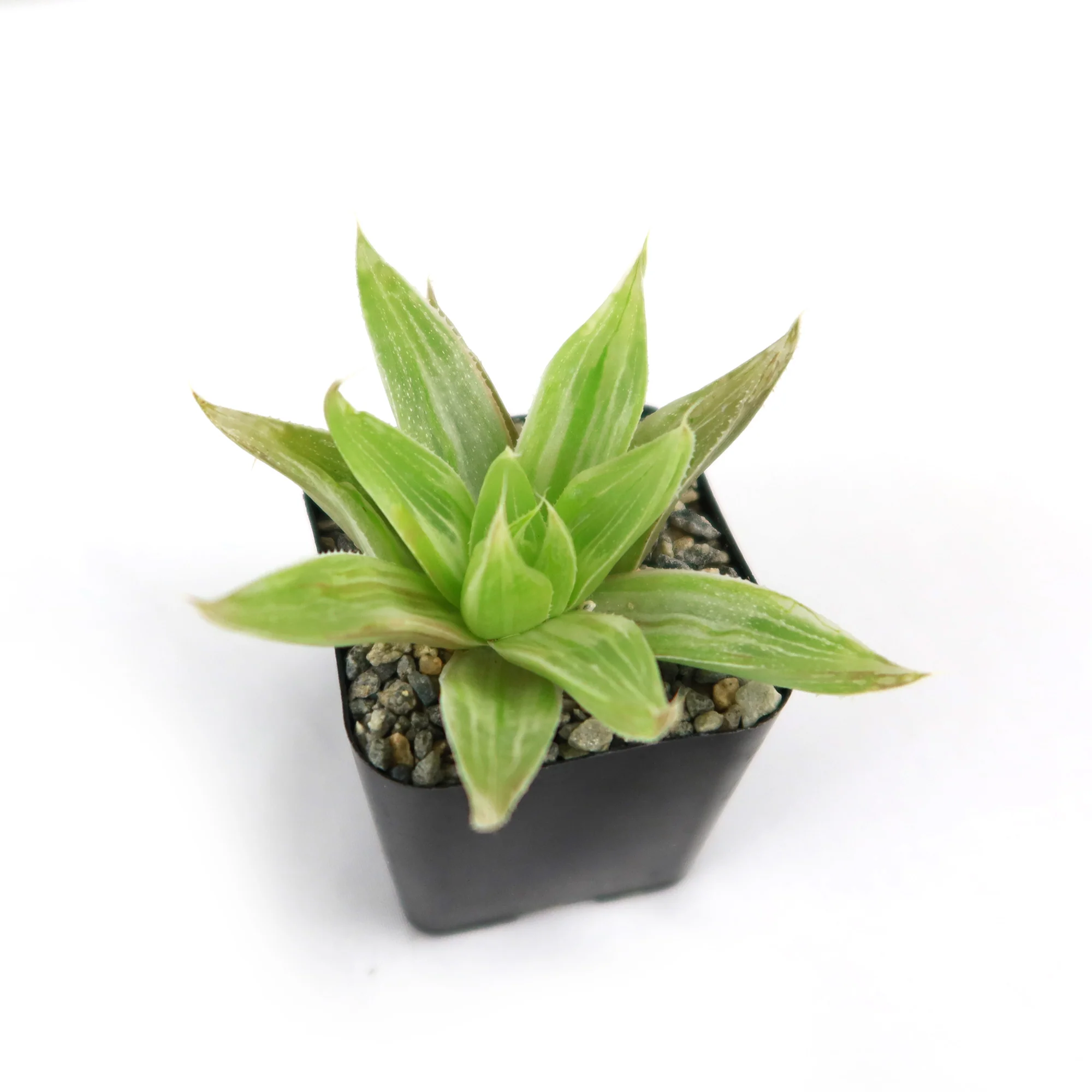 Haworthia  White Ghost