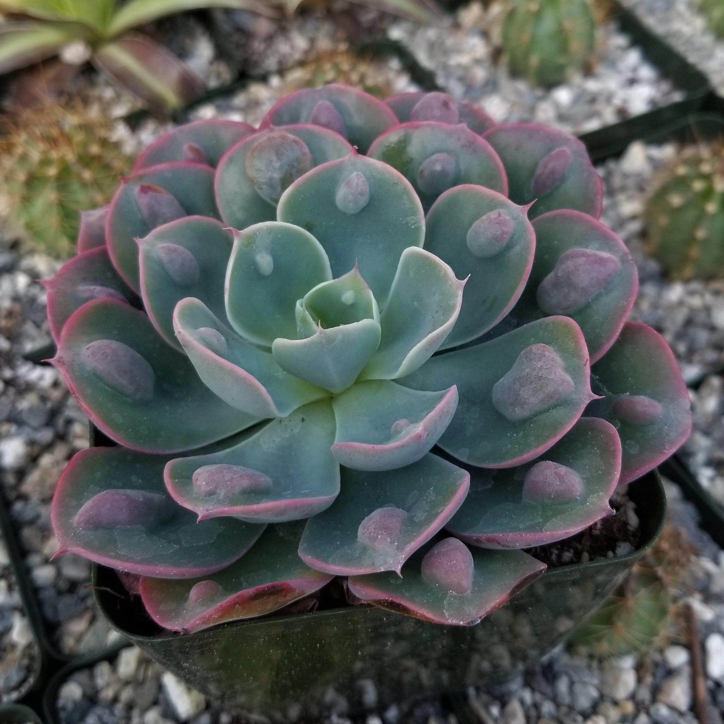 Echeveria Rain Drops