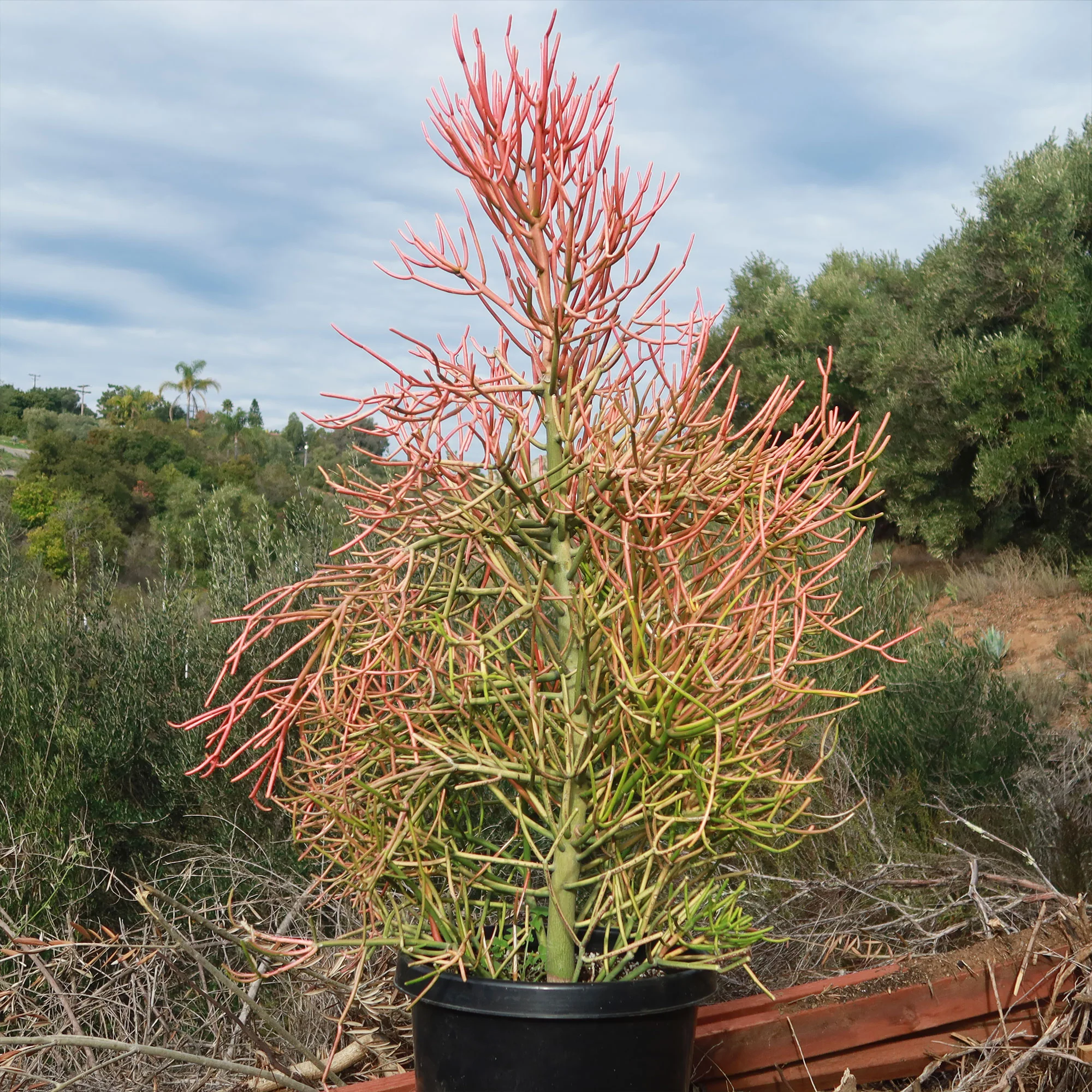 Pencil Cactus - Euphorbia tirucalli 'Firesticks'