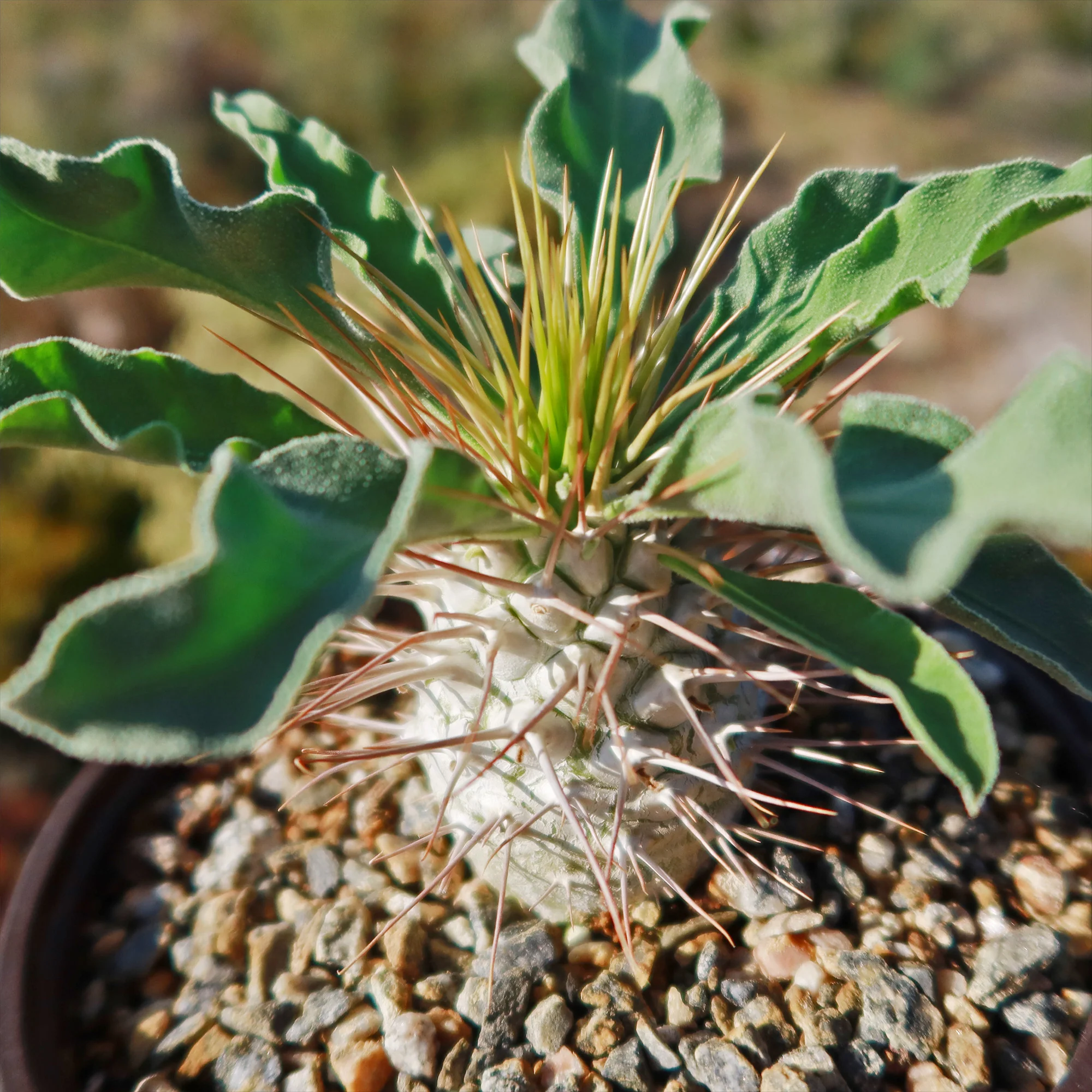Elephants Trunk Plant - Pachypodium namaquanum