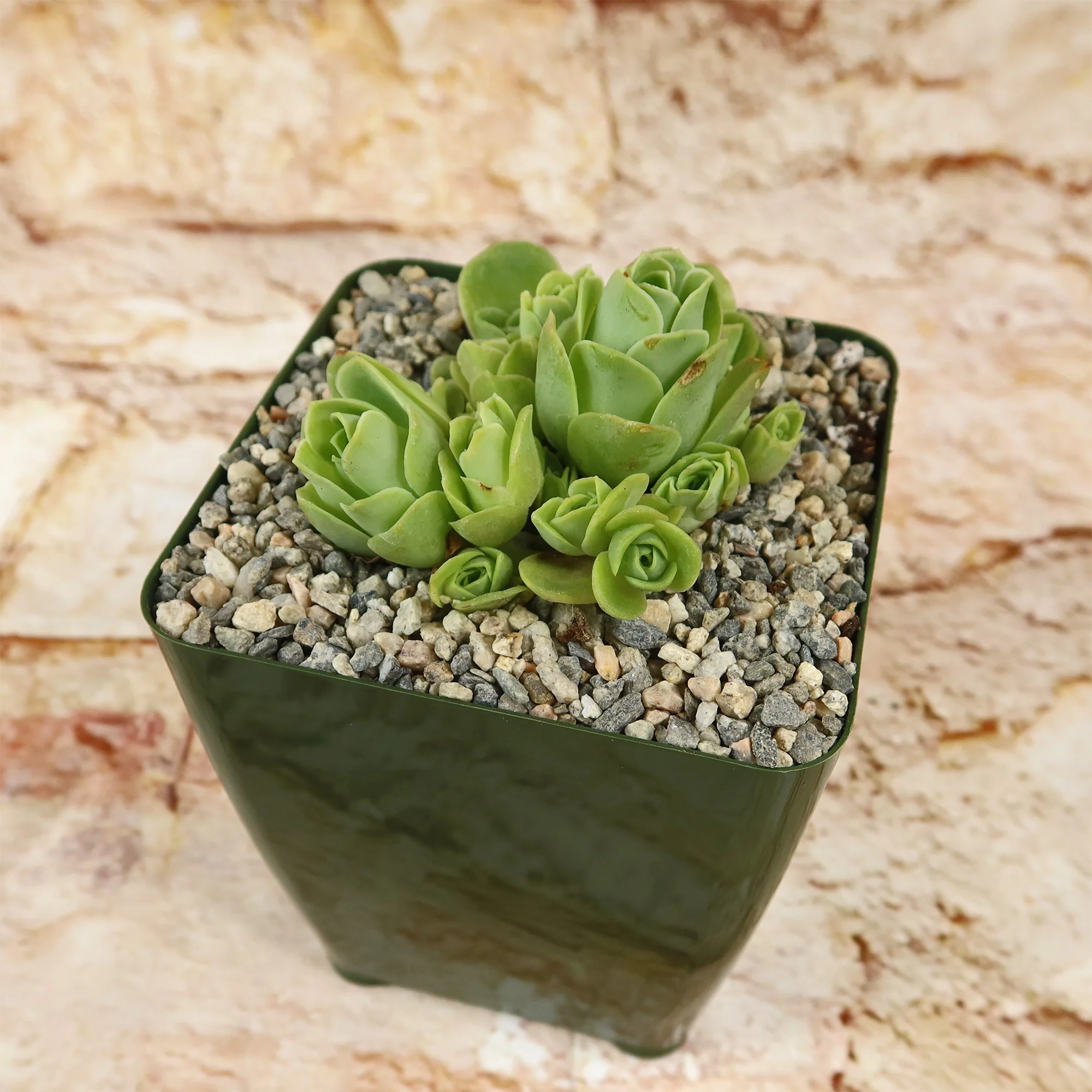 Mountain Rose Succulent ��Aeonium dodrantale�� (Greenovia dodrantalis)