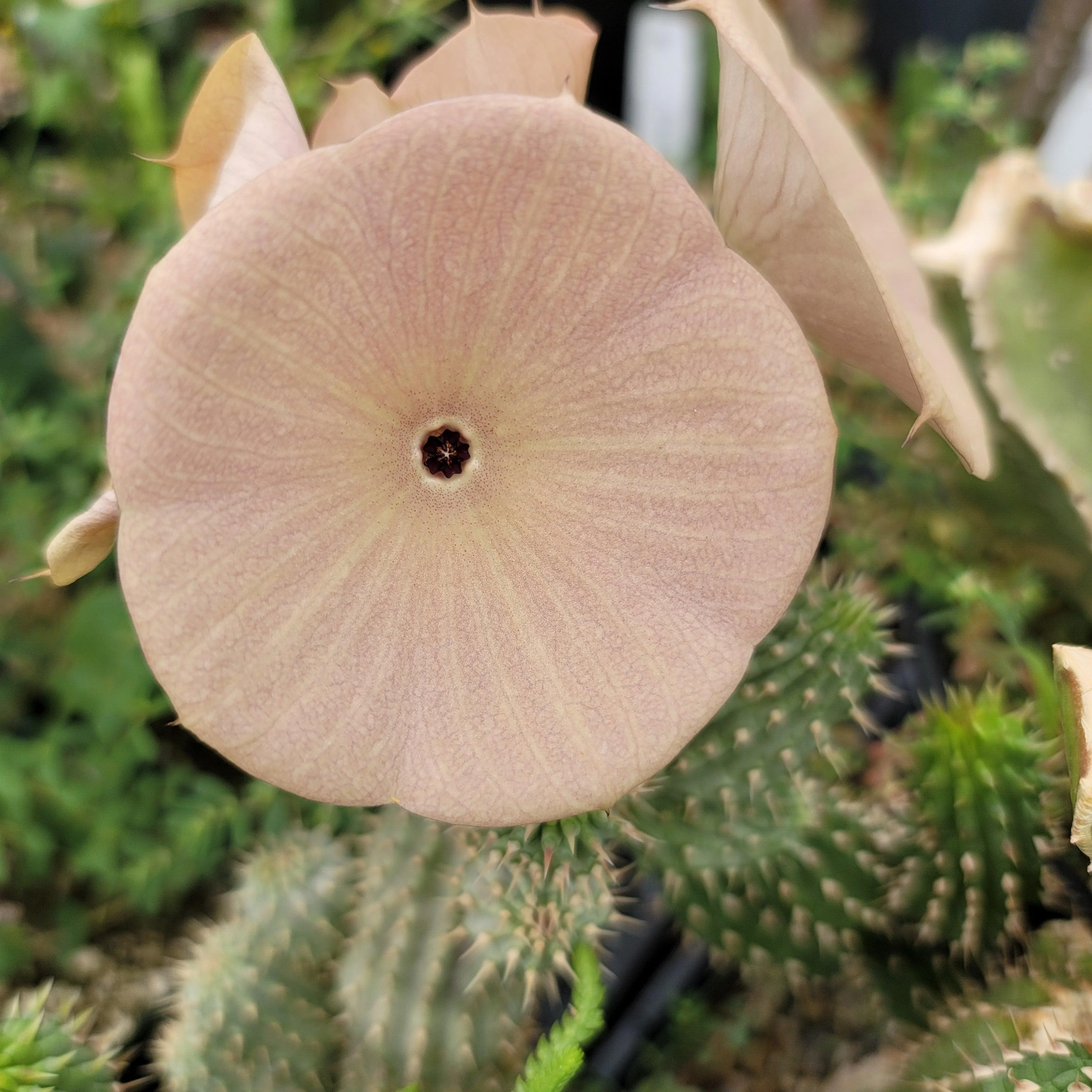 Kalahari Cactus 'Hoodia gordonii'
