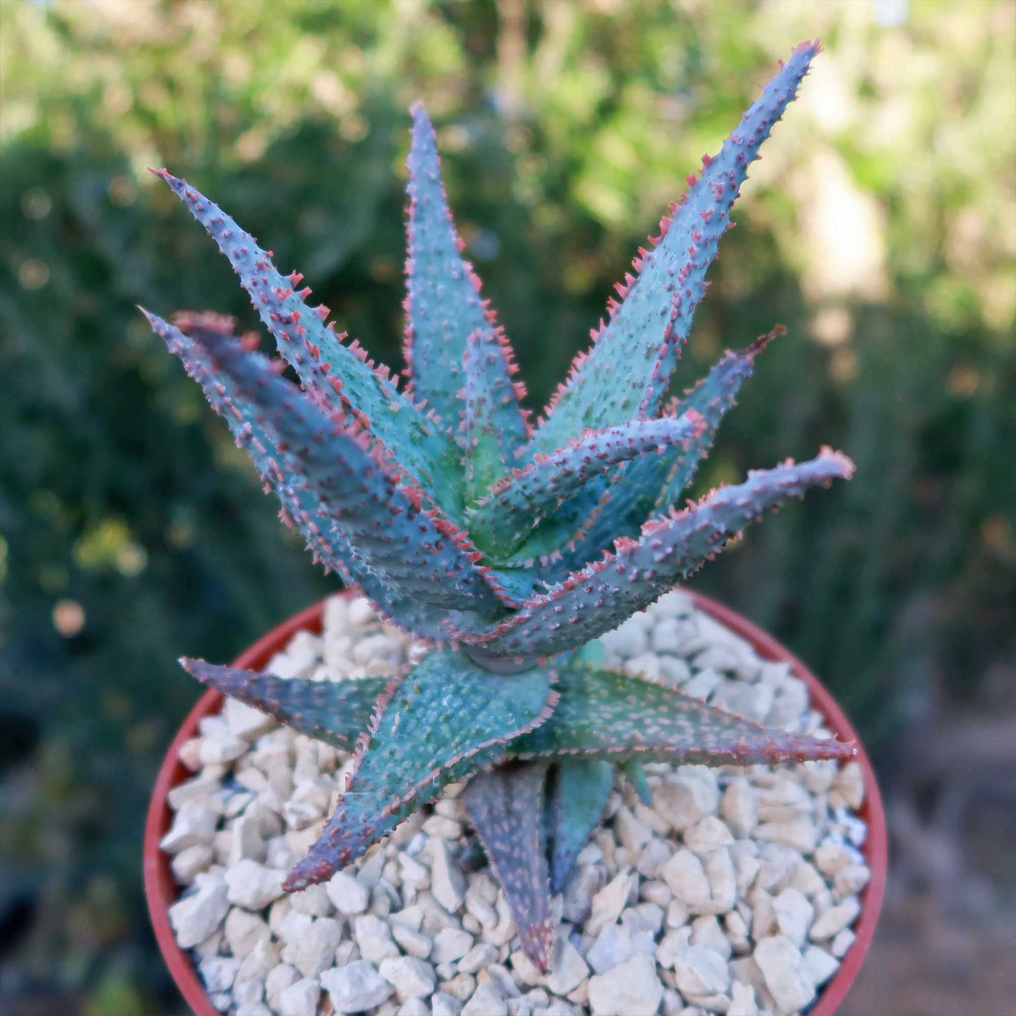 Purple People Eater Aloe - Aloe hybrid