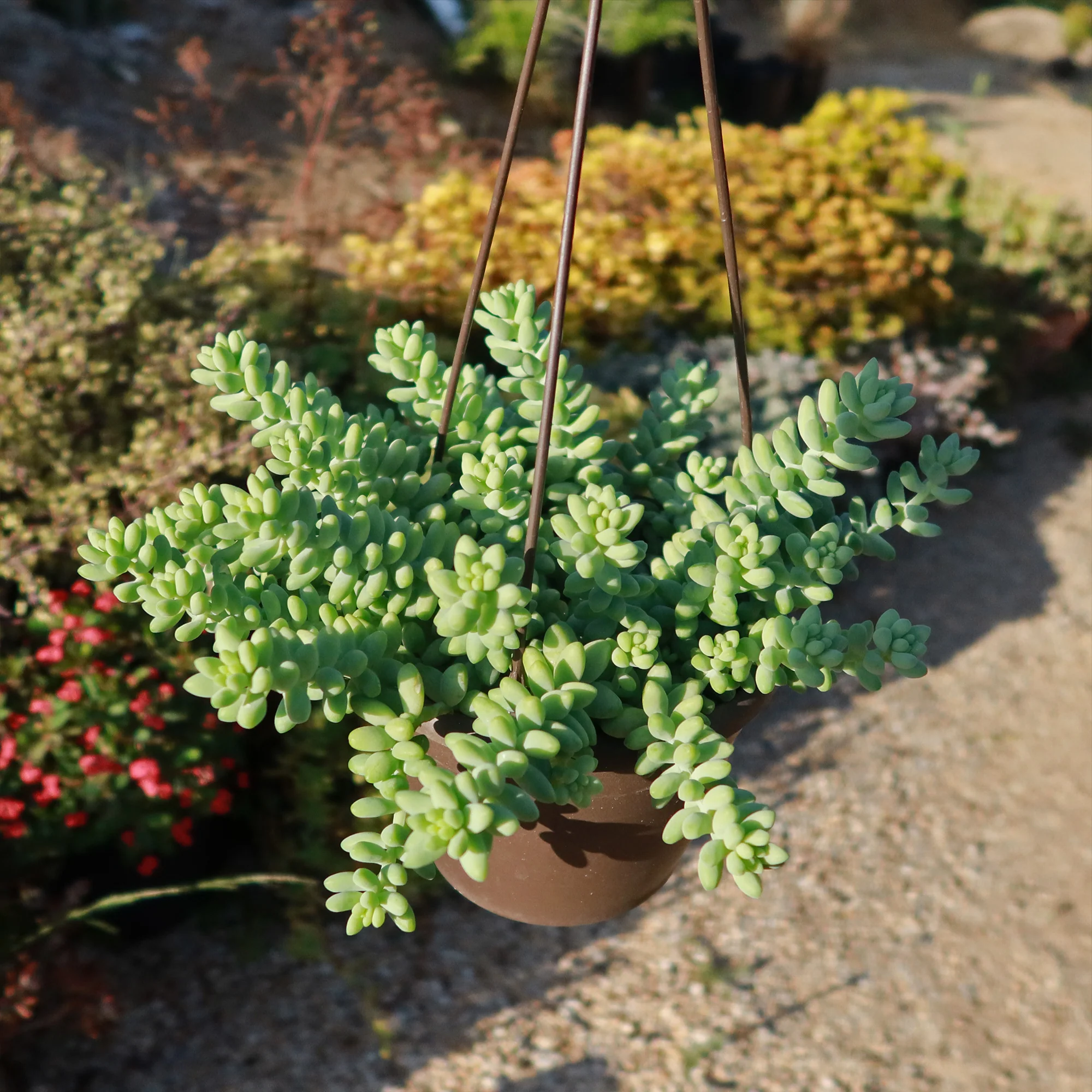 Burro��s Tail Succulent - Sedum morganianum ��Burrito��