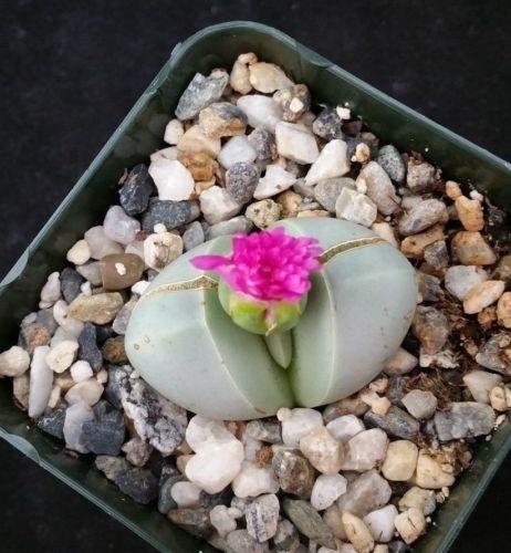 Argyroderma delaetii