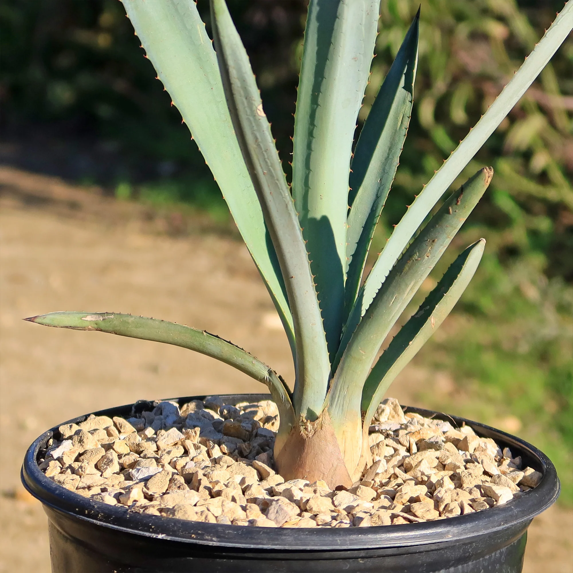 Blue agave - Agave Tequilana 'Tequila Plant'