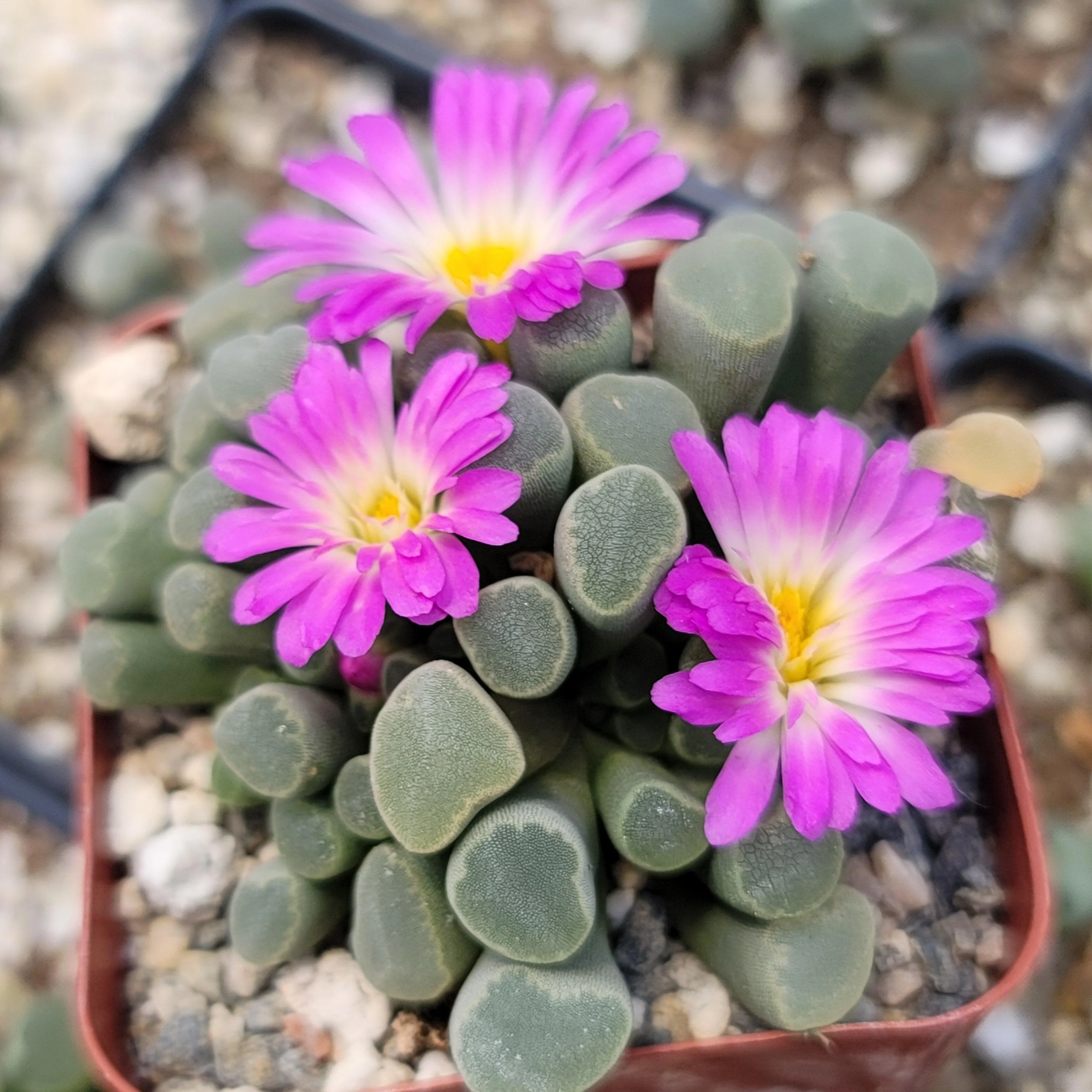 Fairy Elephant's Feet - Frithia Pulchra
