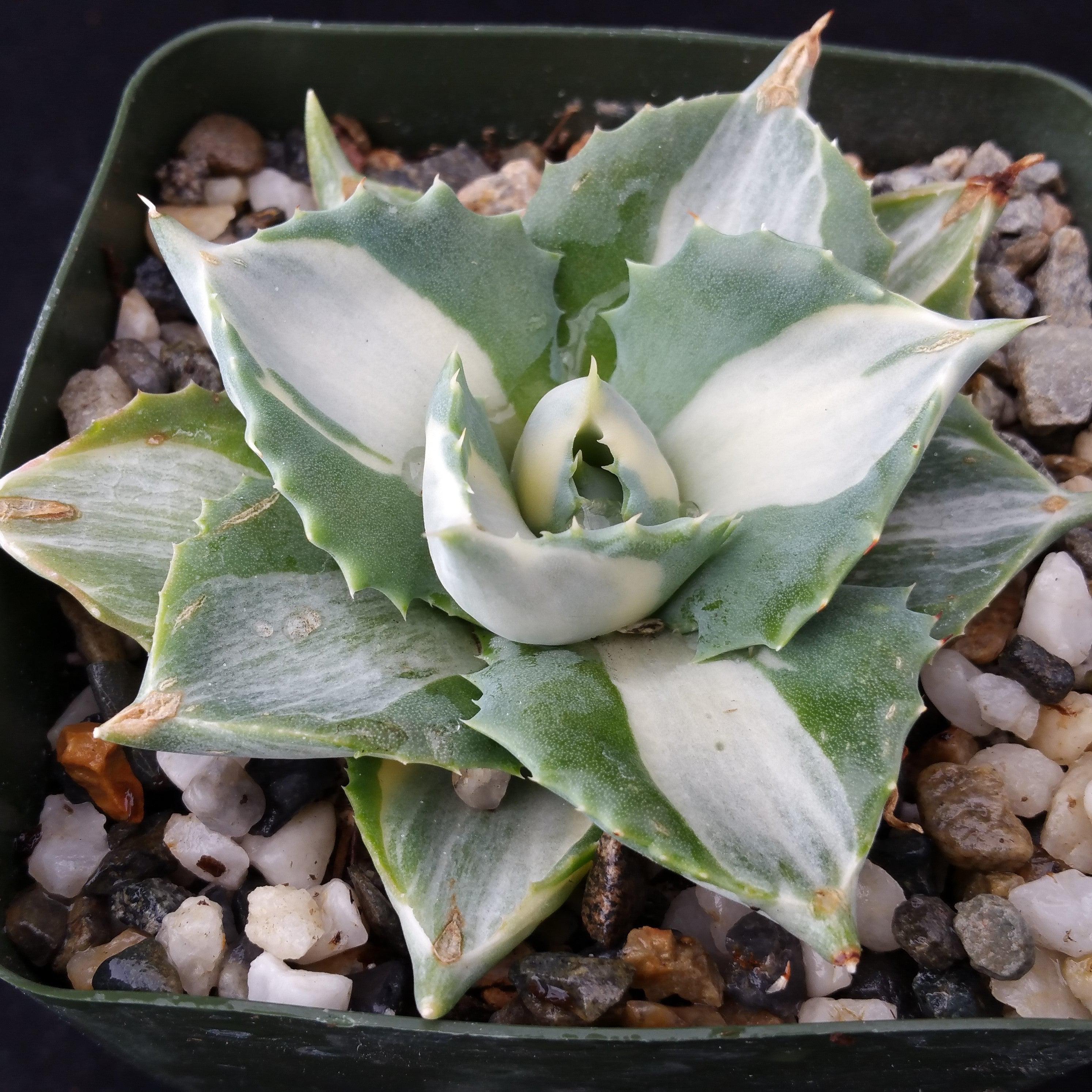 Variegated Dwarf Butterfly Agave - Agave isthmensis 'Ohi Raijin Shiro Nakafu'