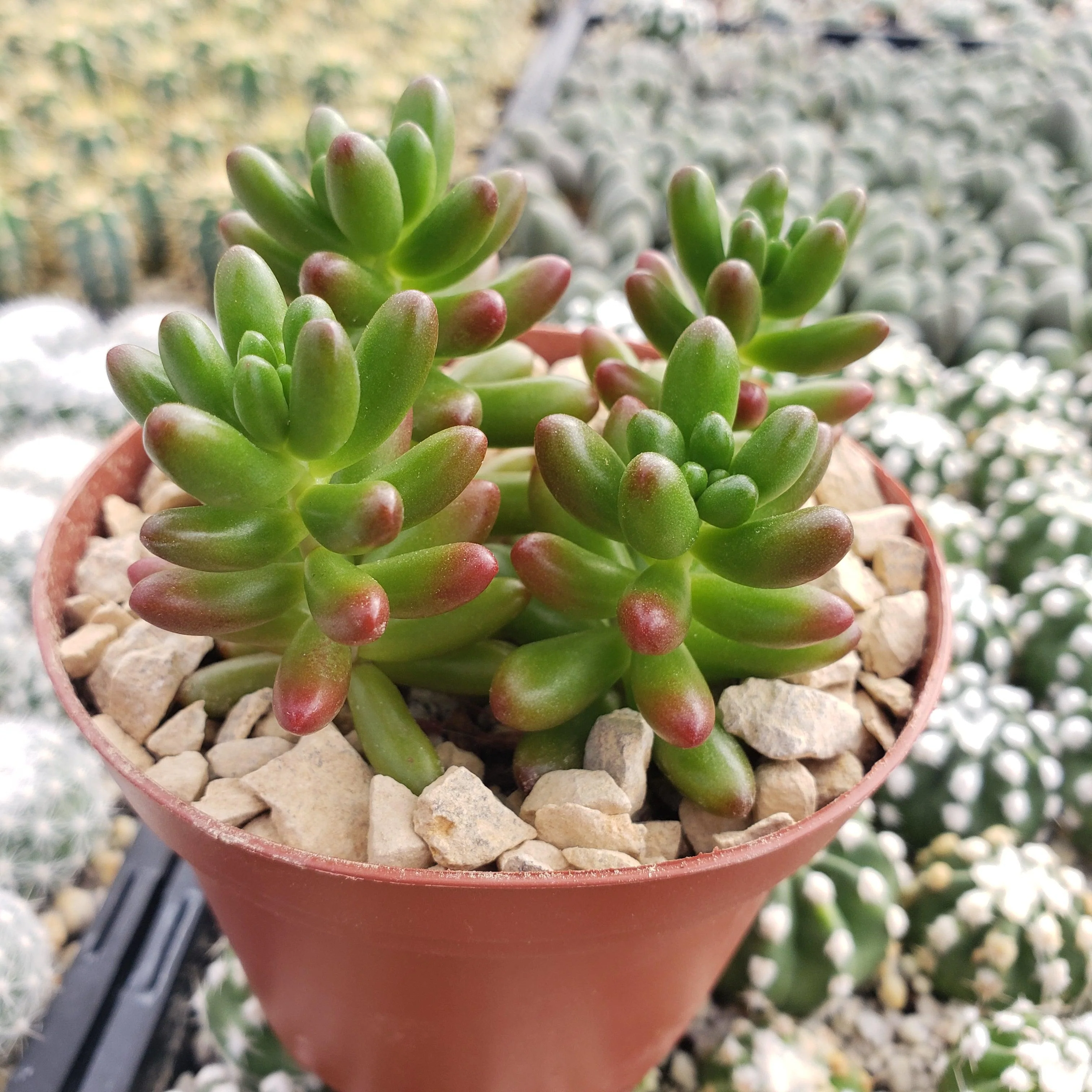 Jelly Bean Succulent 'Sedum rubrotinctum'