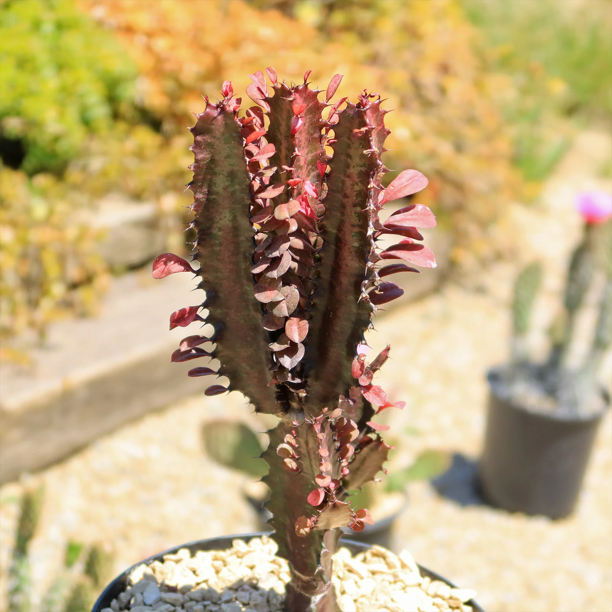 African Milk Tree - Euphorbia trigona 'Rubra'