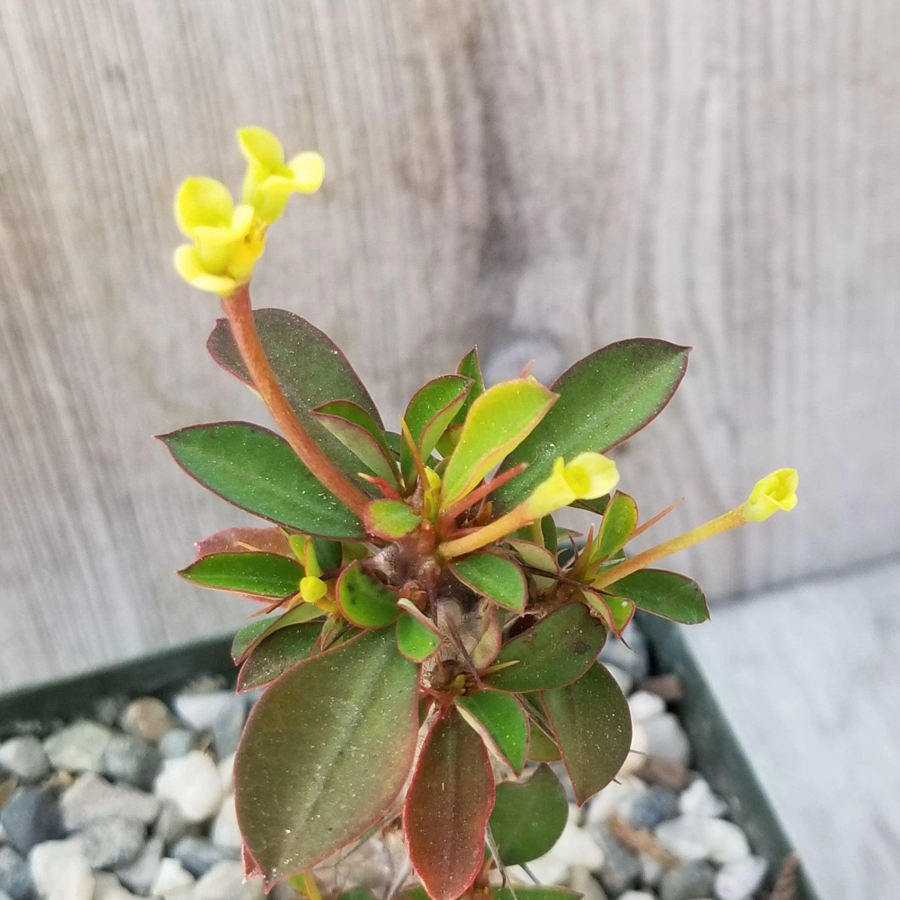 Euphorbia milii Yellow �C Crown of Thorns