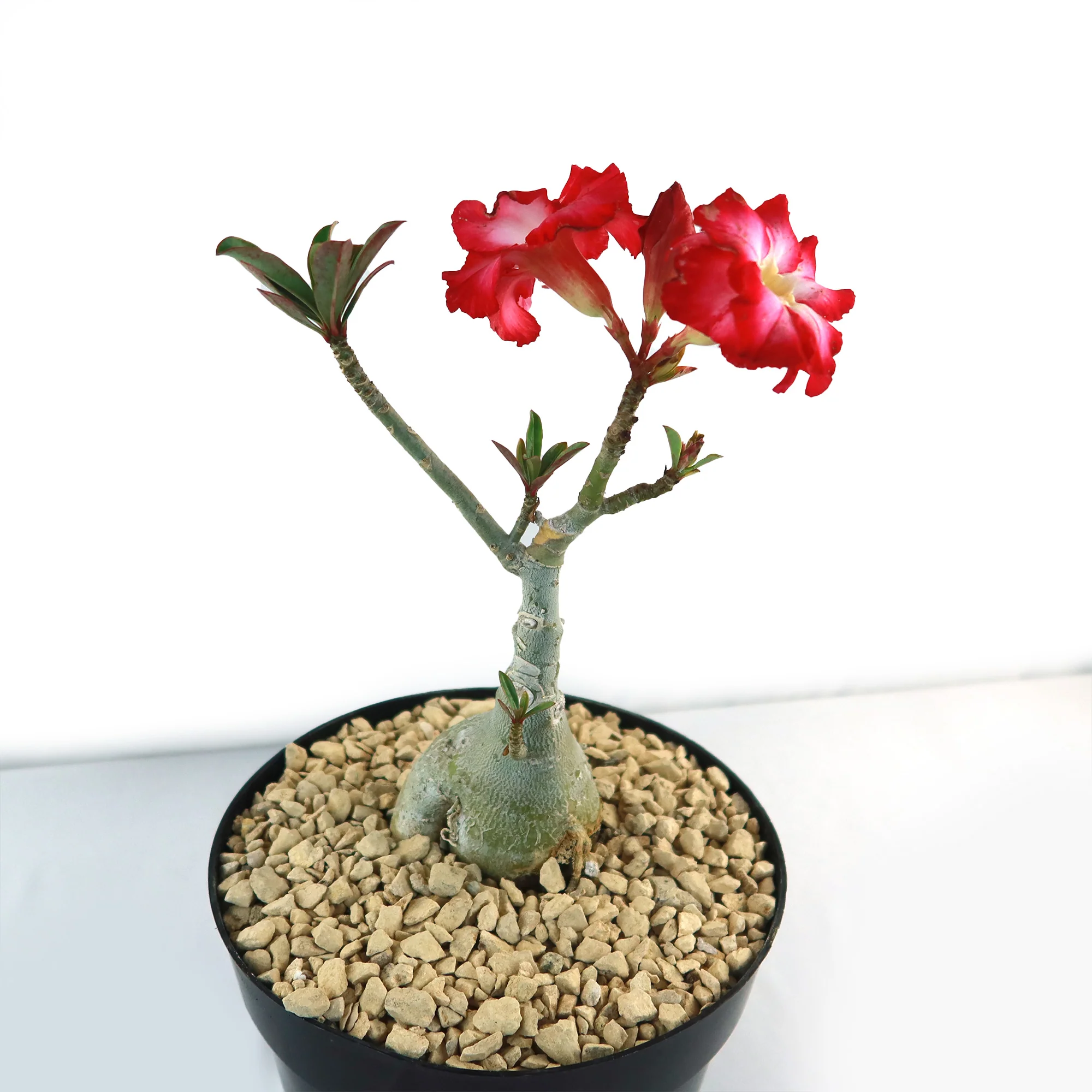 Desert Rose 'Adenium obesum'