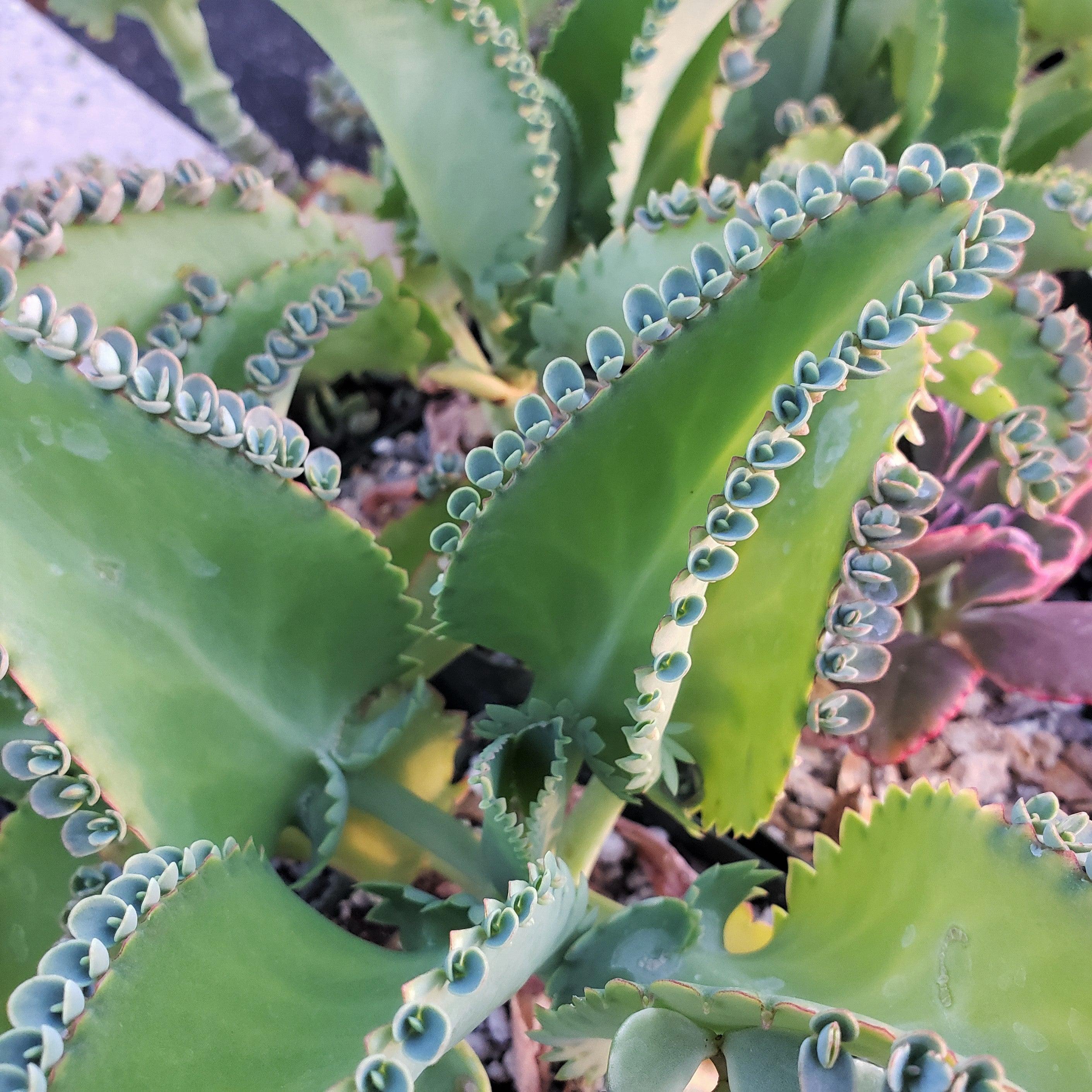 Mother of Thousands Plant 'Kalanchoe laetivirens'