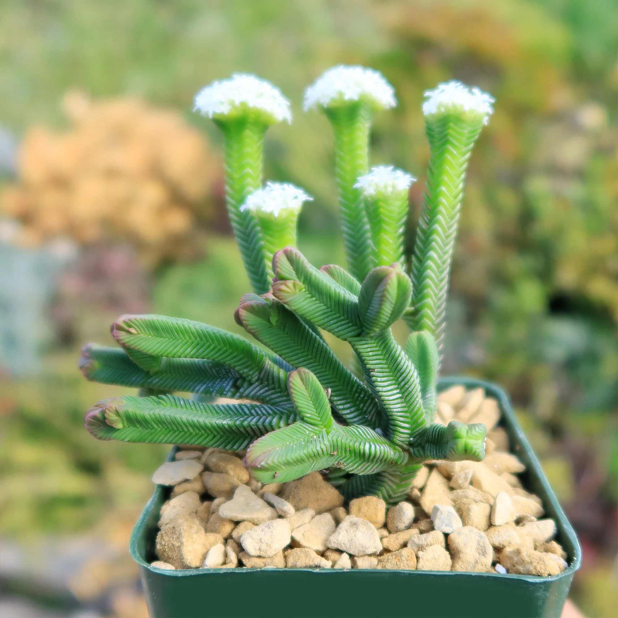 Pagoda Mini Jade ��Crassula pyramidalis��