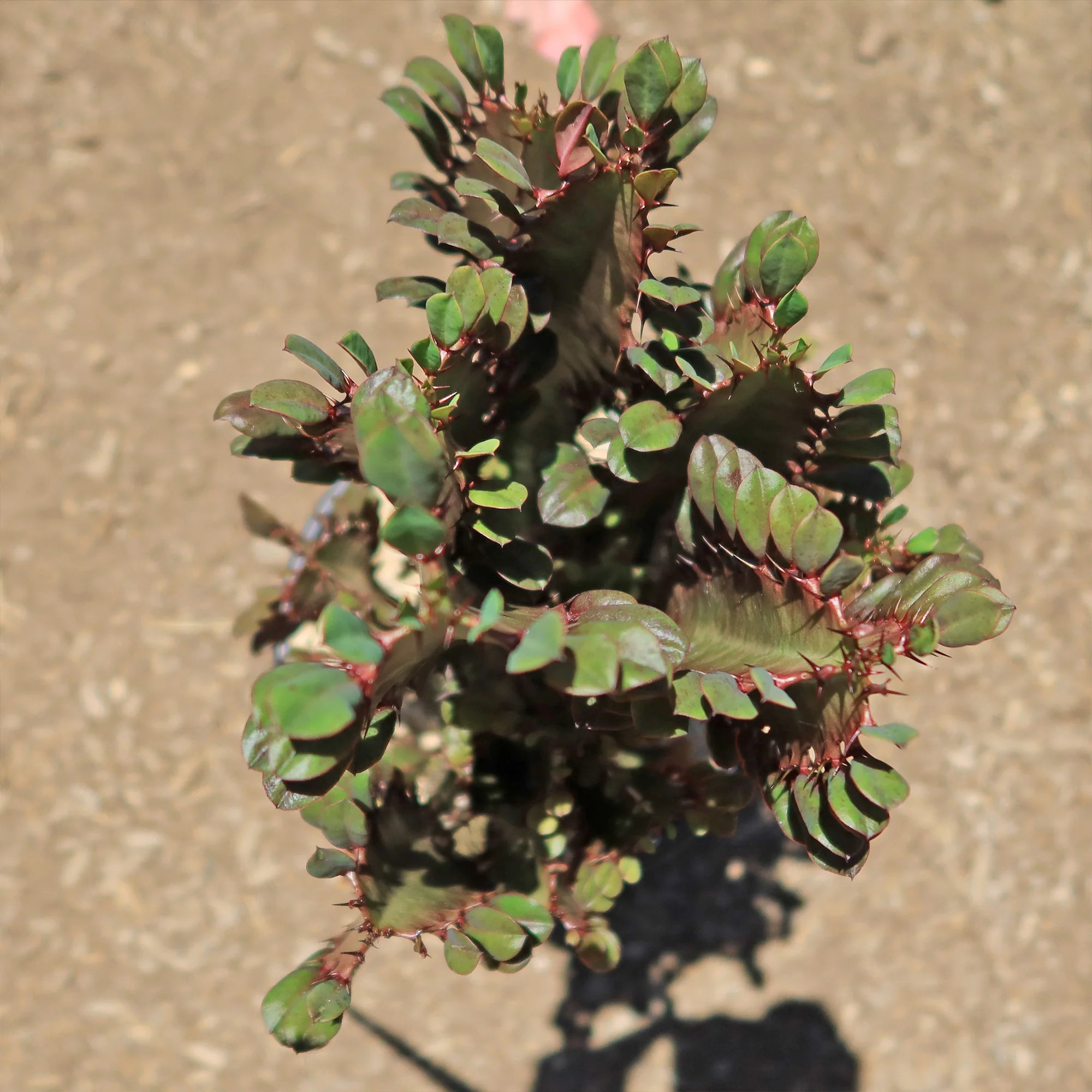 African Milk Tree - Euphorbia trigona 'Rubra'