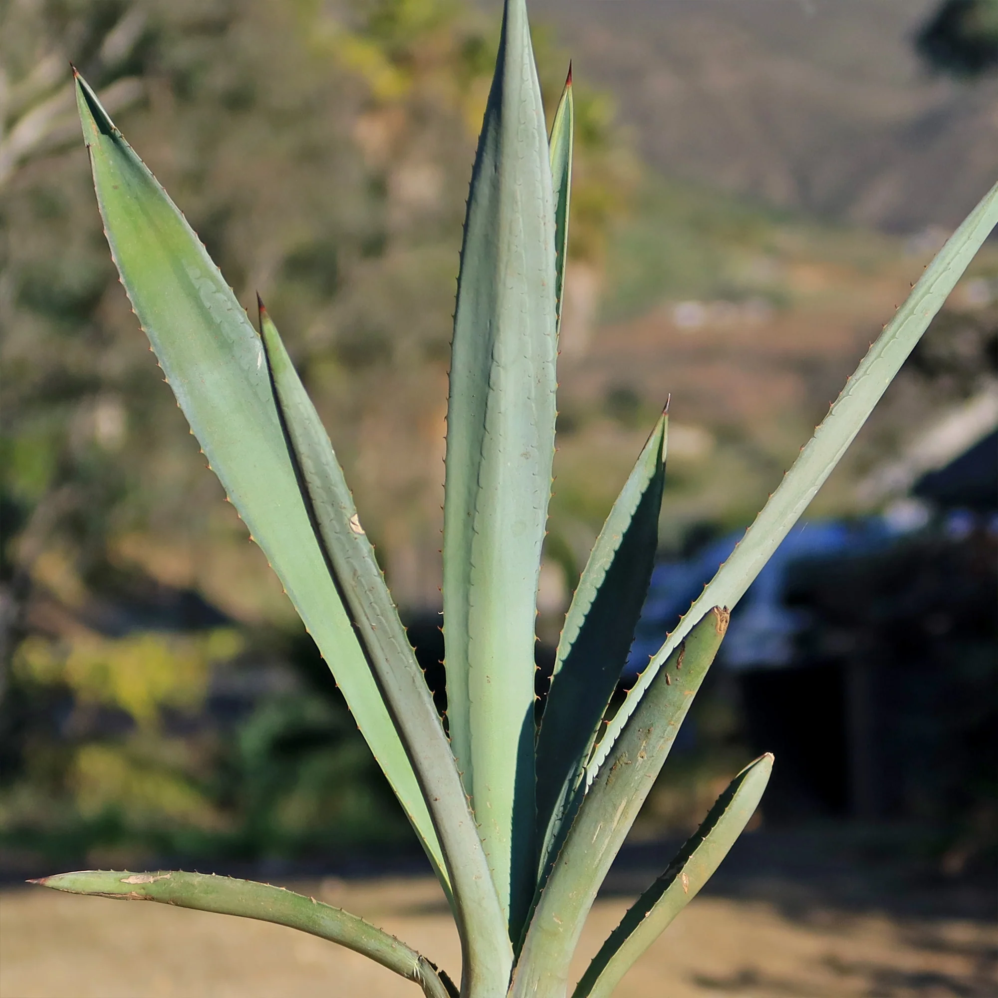 Blue agave - Agave Tequilana 'Tequila Plant'