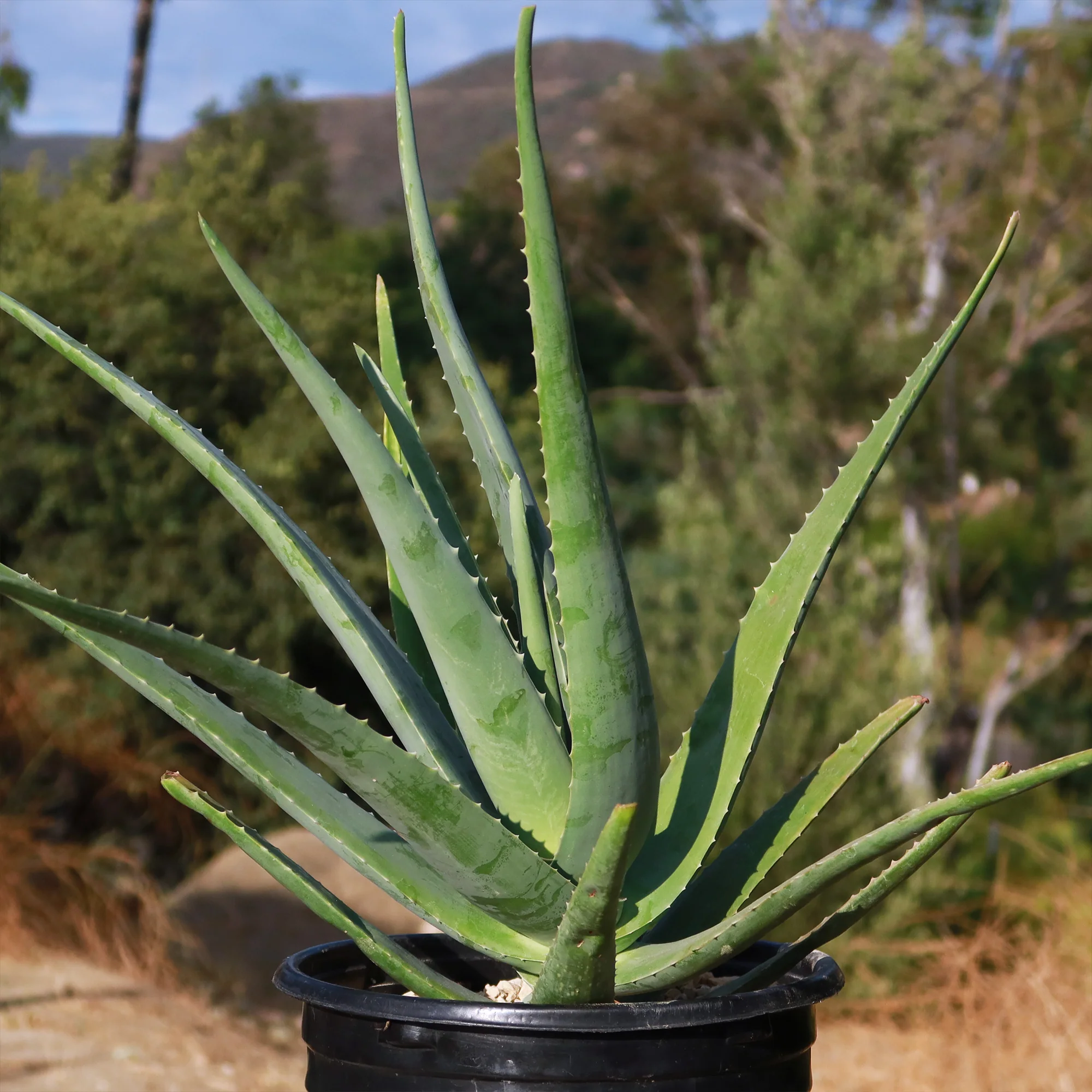 Aloe Vera - Aloe?barbadensis 'miller'