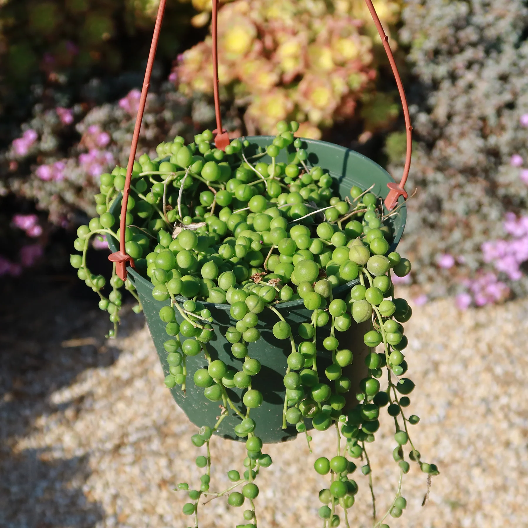 String of Pearls 'Senecio rowleyanus'