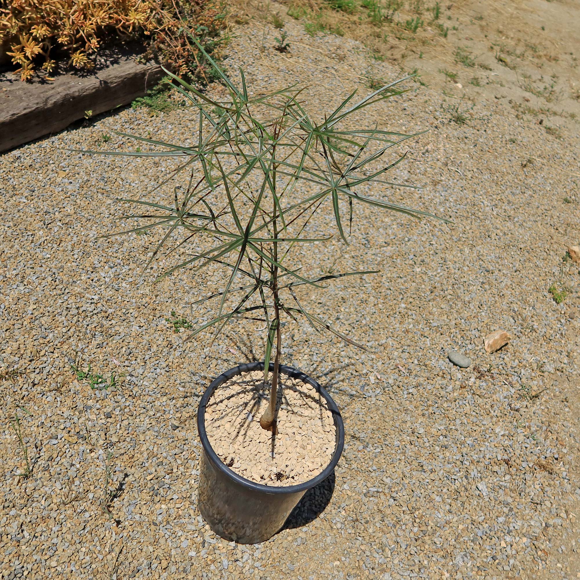 Queensland Bottle Tree 'Brachychiton rupestris'