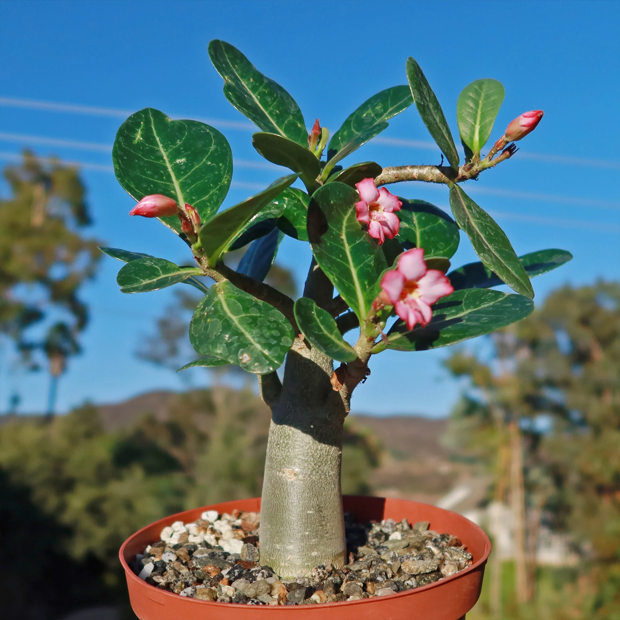 Desert Rose 'Adenium obesum'