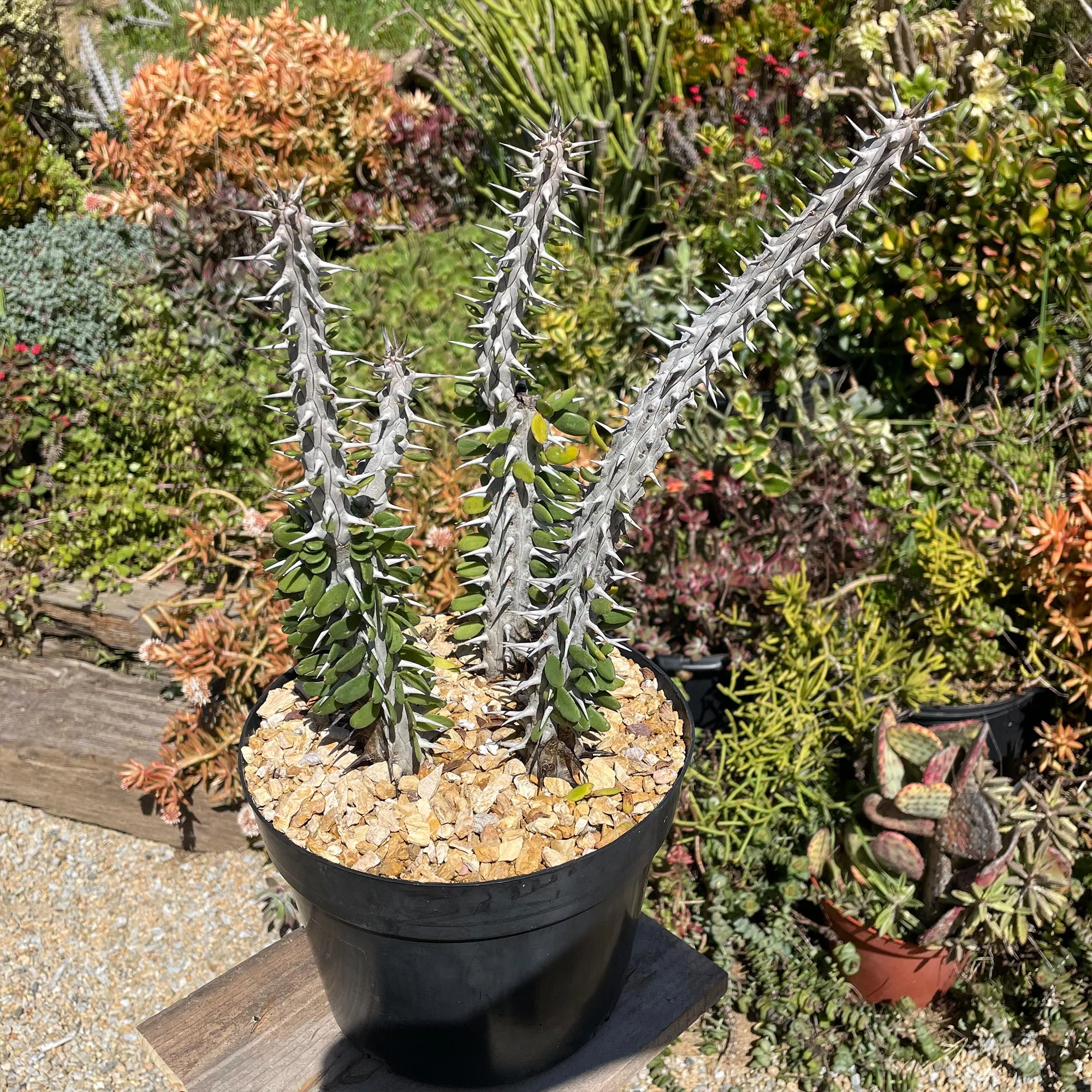 Madagascar ocotillo 'Alluaudia procera'