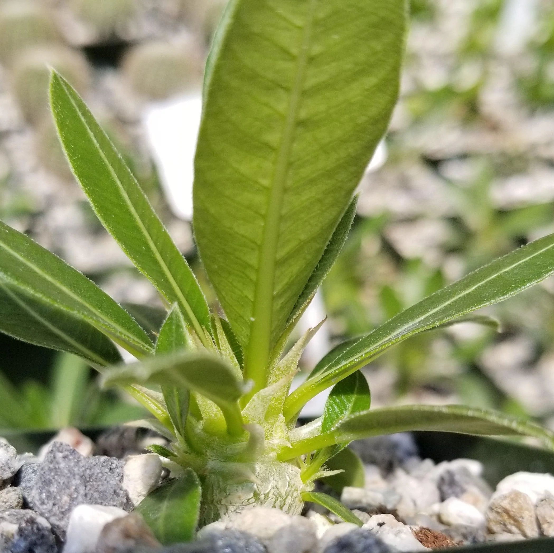 Pachypodium eburneum