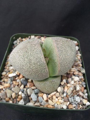 Split Rock Succulent 'Pleiospilos nelii' mesembs