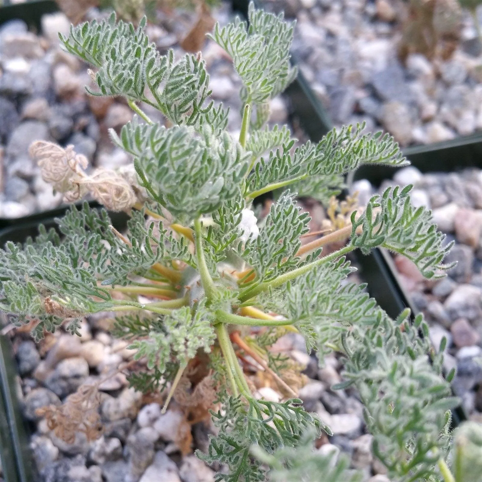 Sarcocaulon monsonia herrei