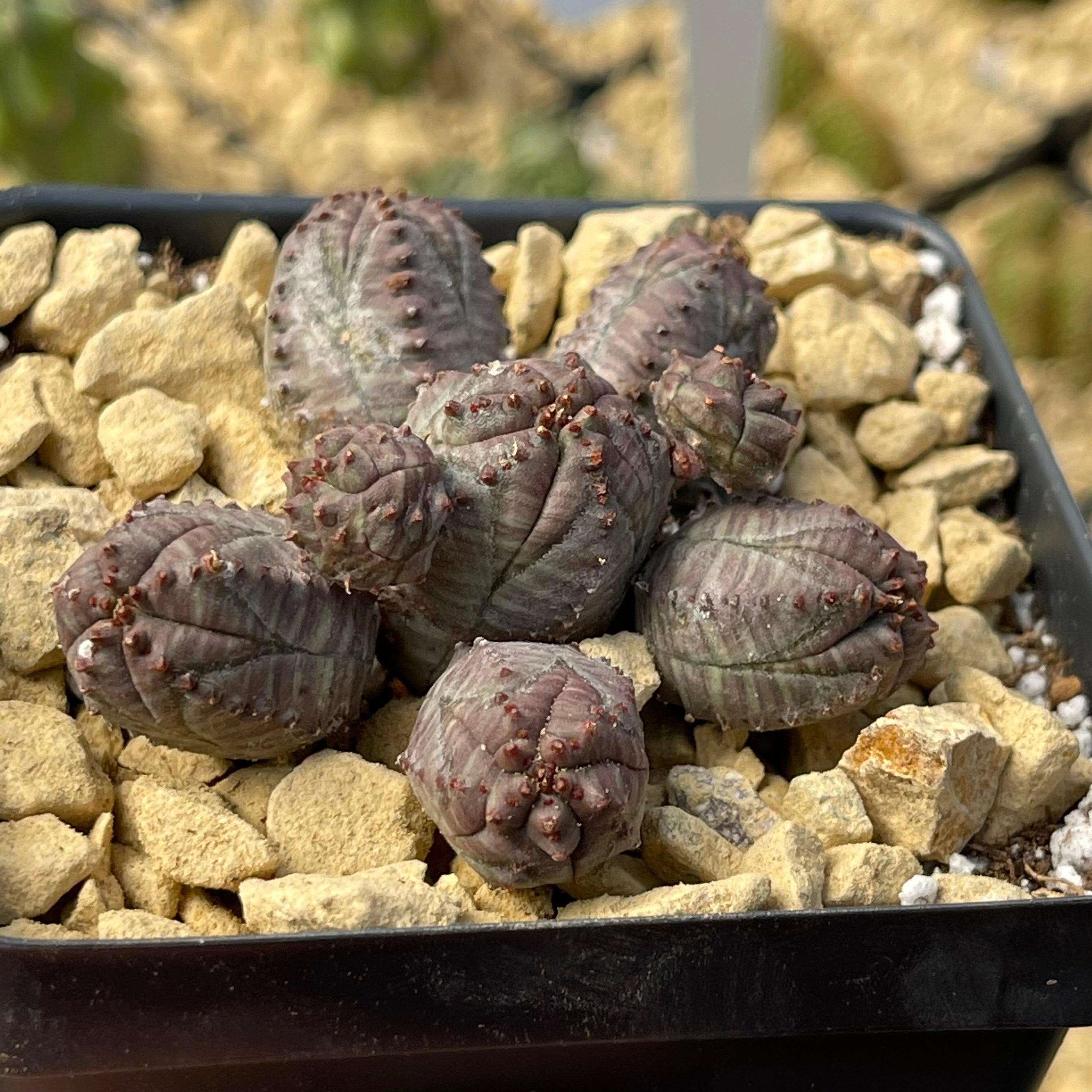 Euphorbia pseudoglobosa