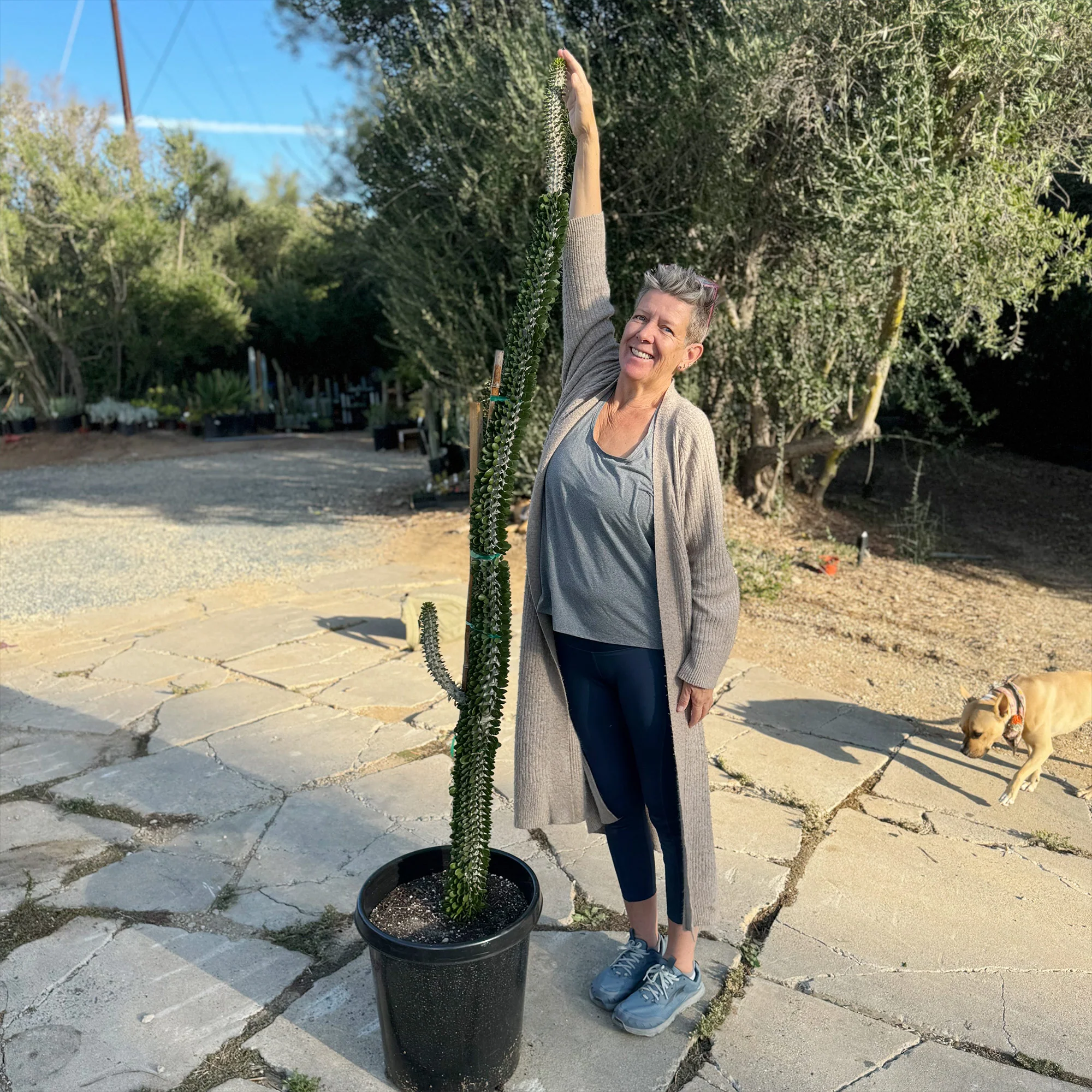 Madagascar ocotillo 'Alluaudia procera'