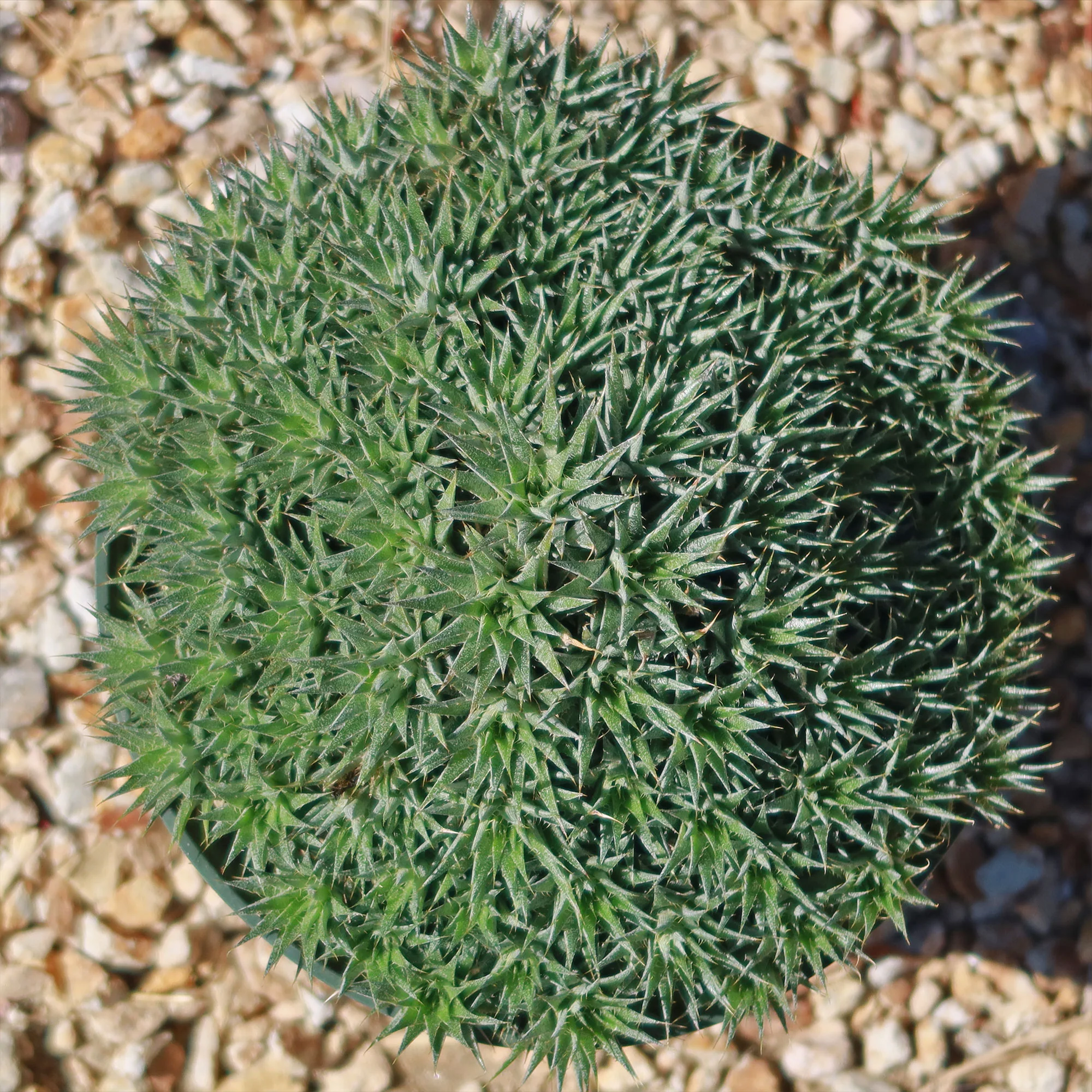 Abromeitiella chlorantha