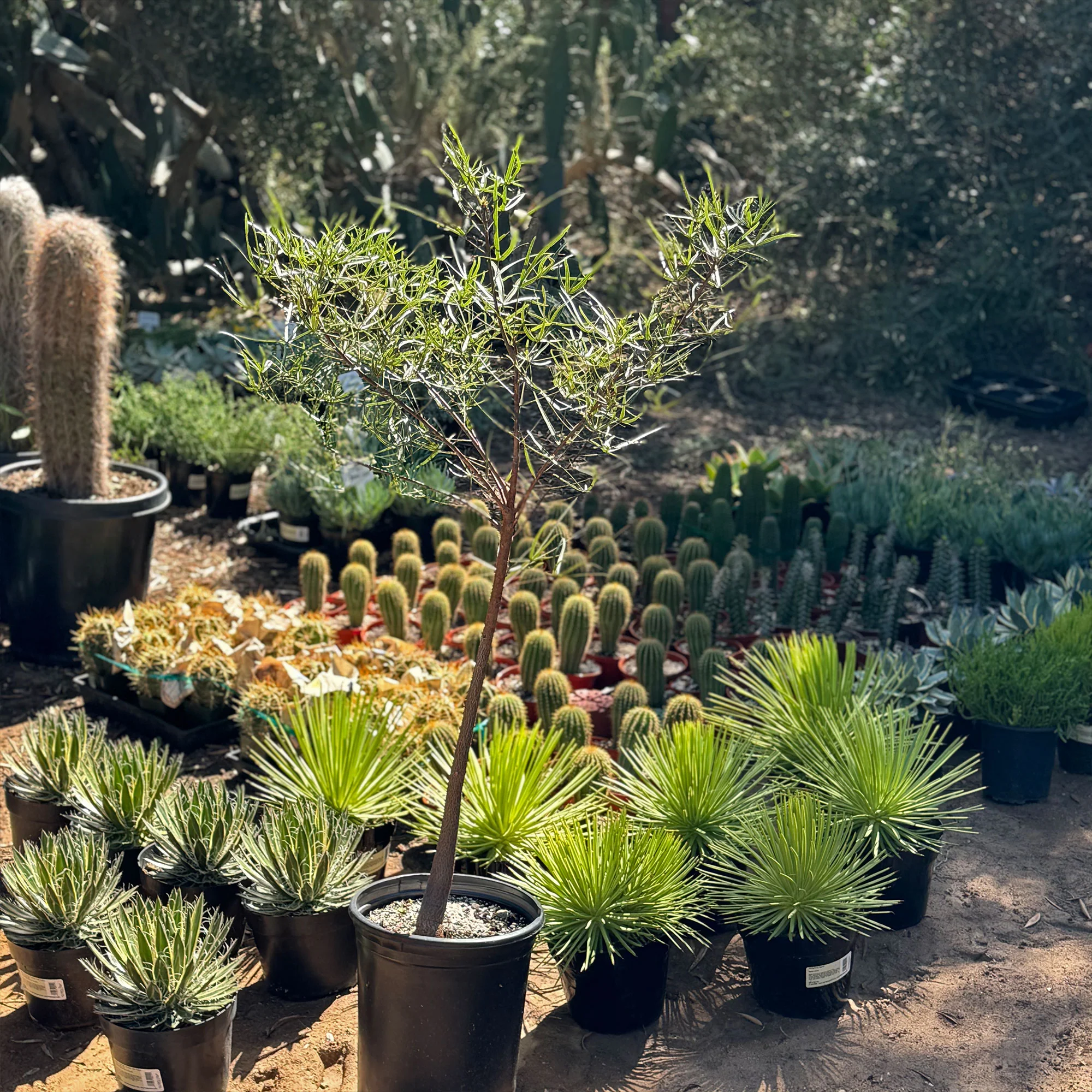 Queensland Bottle Tree 'Brachychiton rupestris'