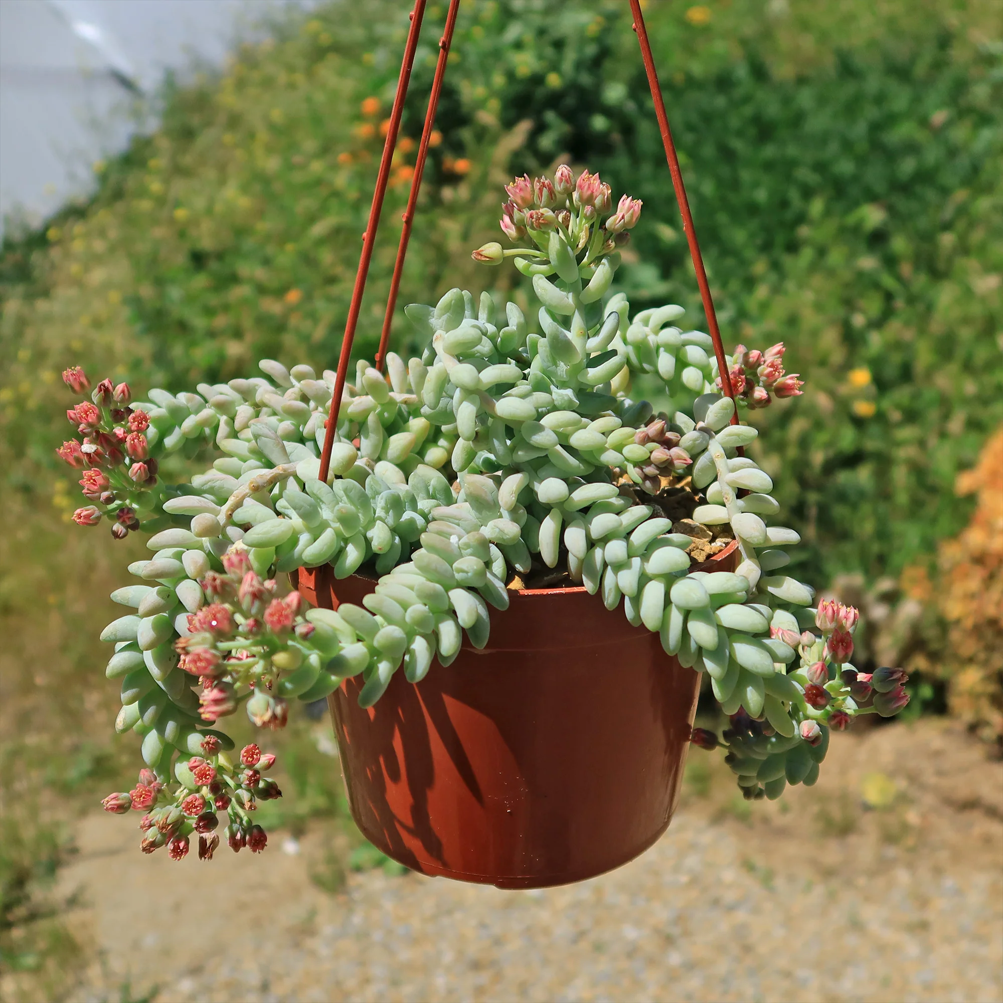 Burro��s Tail Succulent - Sedum morganianum ��Burrito��