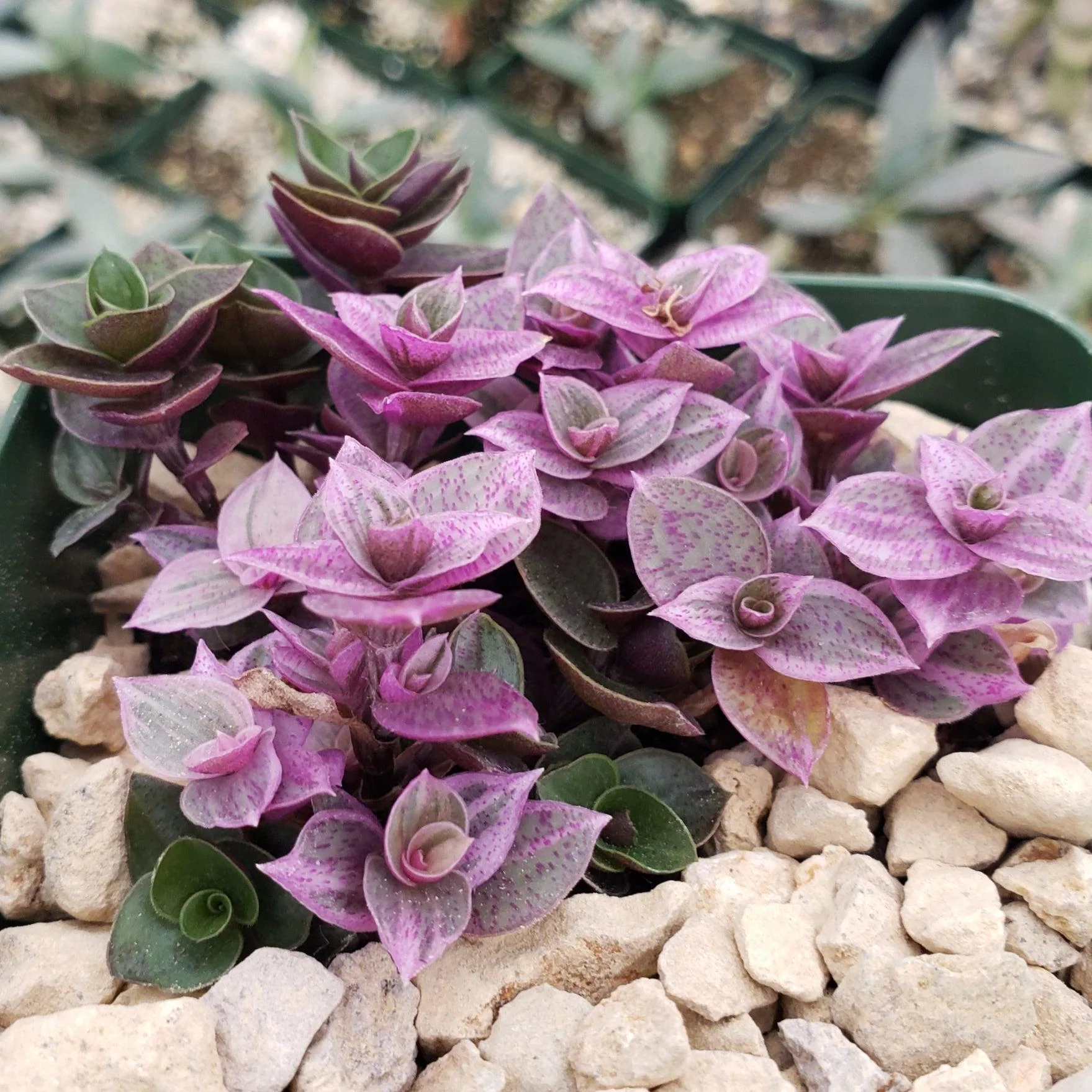 Pink Lady - Turtle Vine 'Callisia repens variegated'