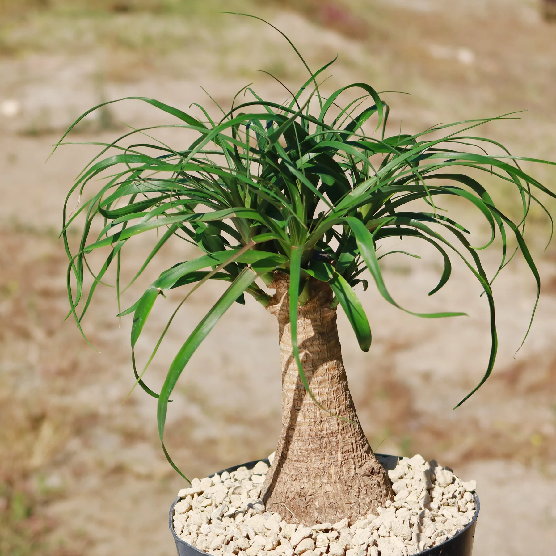 Ponytail palm 'Beaucarnea recurvata'