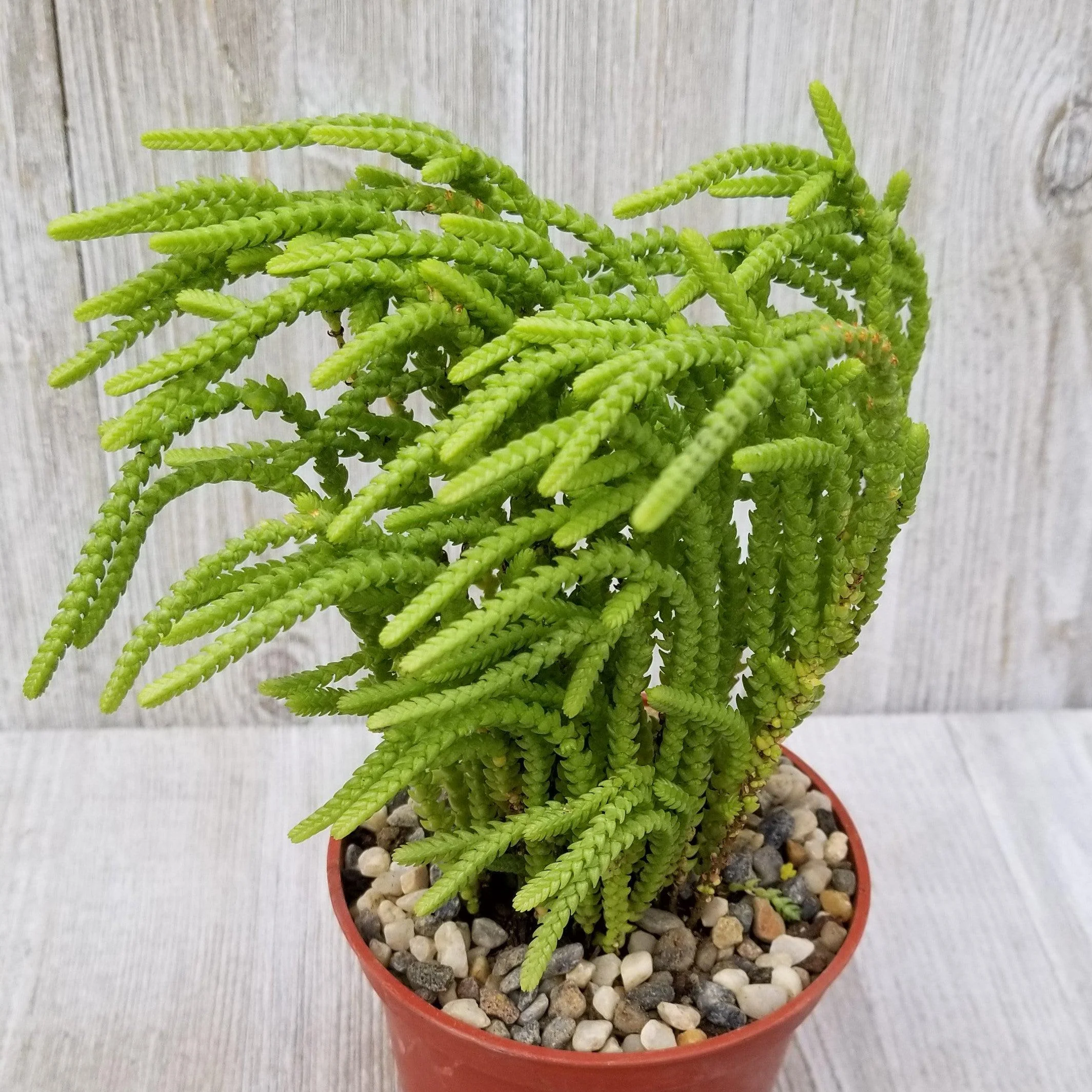 Watch Chain 'Crassula muscosa lycopodioides'
