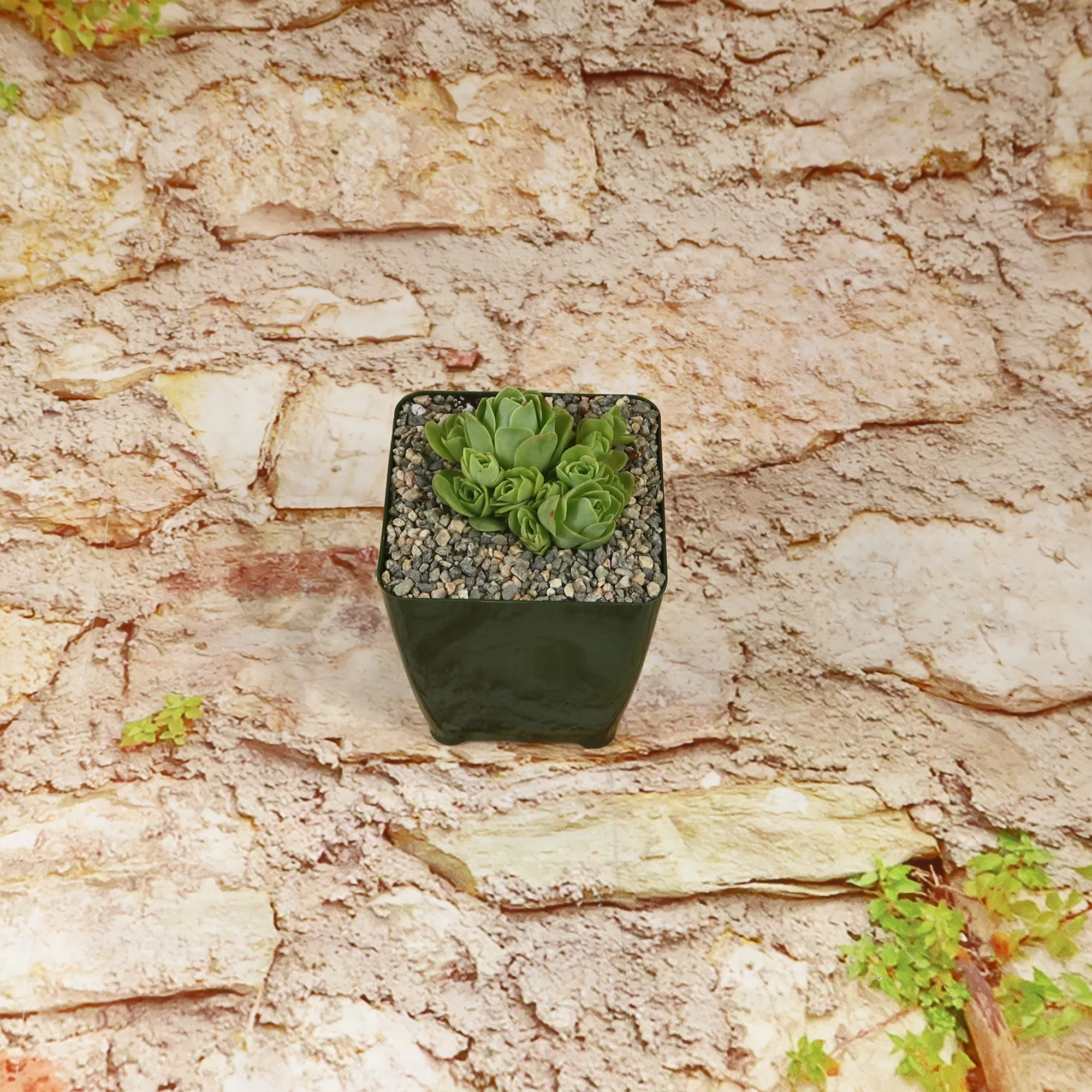 Mountain Rose Succulent ��Aeonium dodrantale�� (Greenovia dodrantalis)