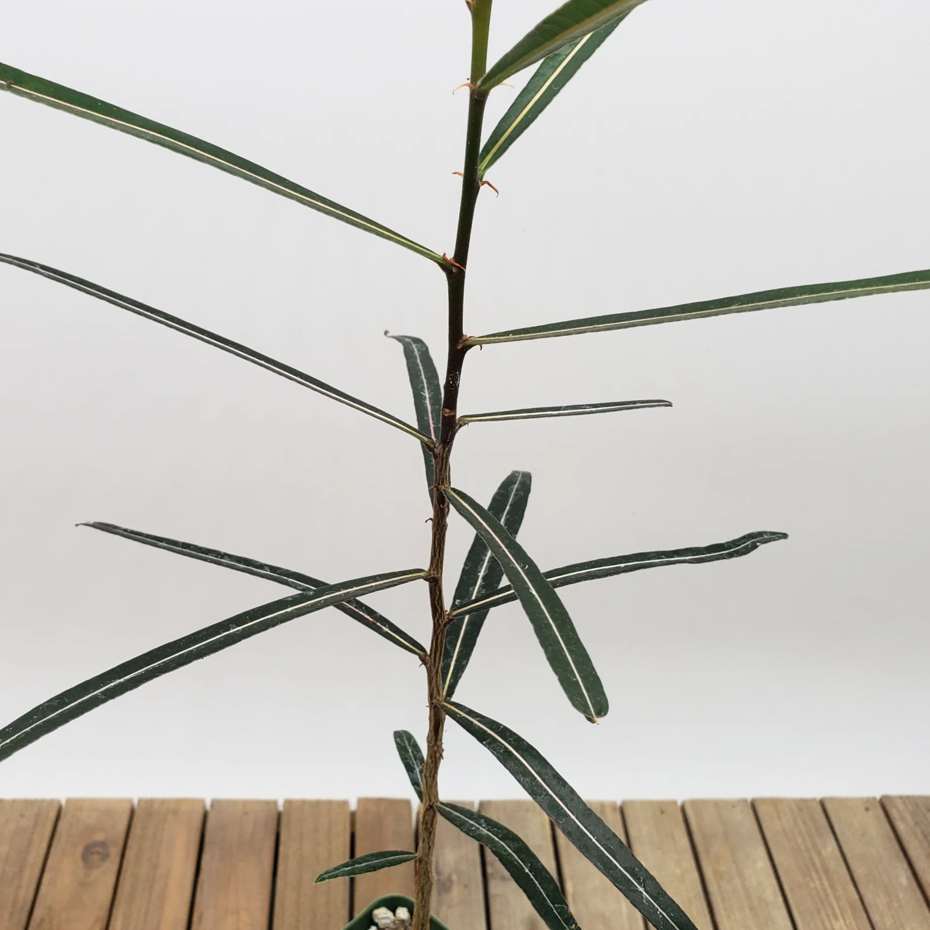 Queensland Bottle Tree 'Brachychiton rupestris'