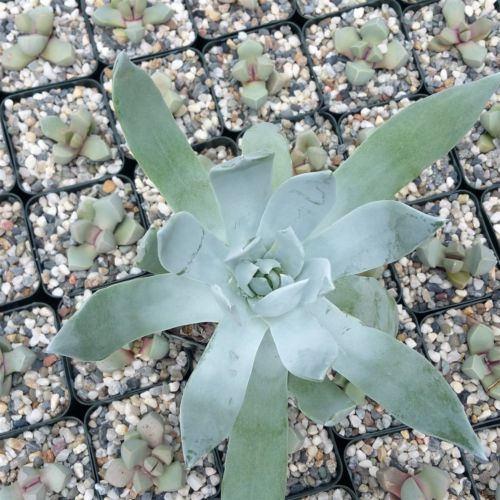 Giant Chalk Dudleya ��Dudleya brittonii��