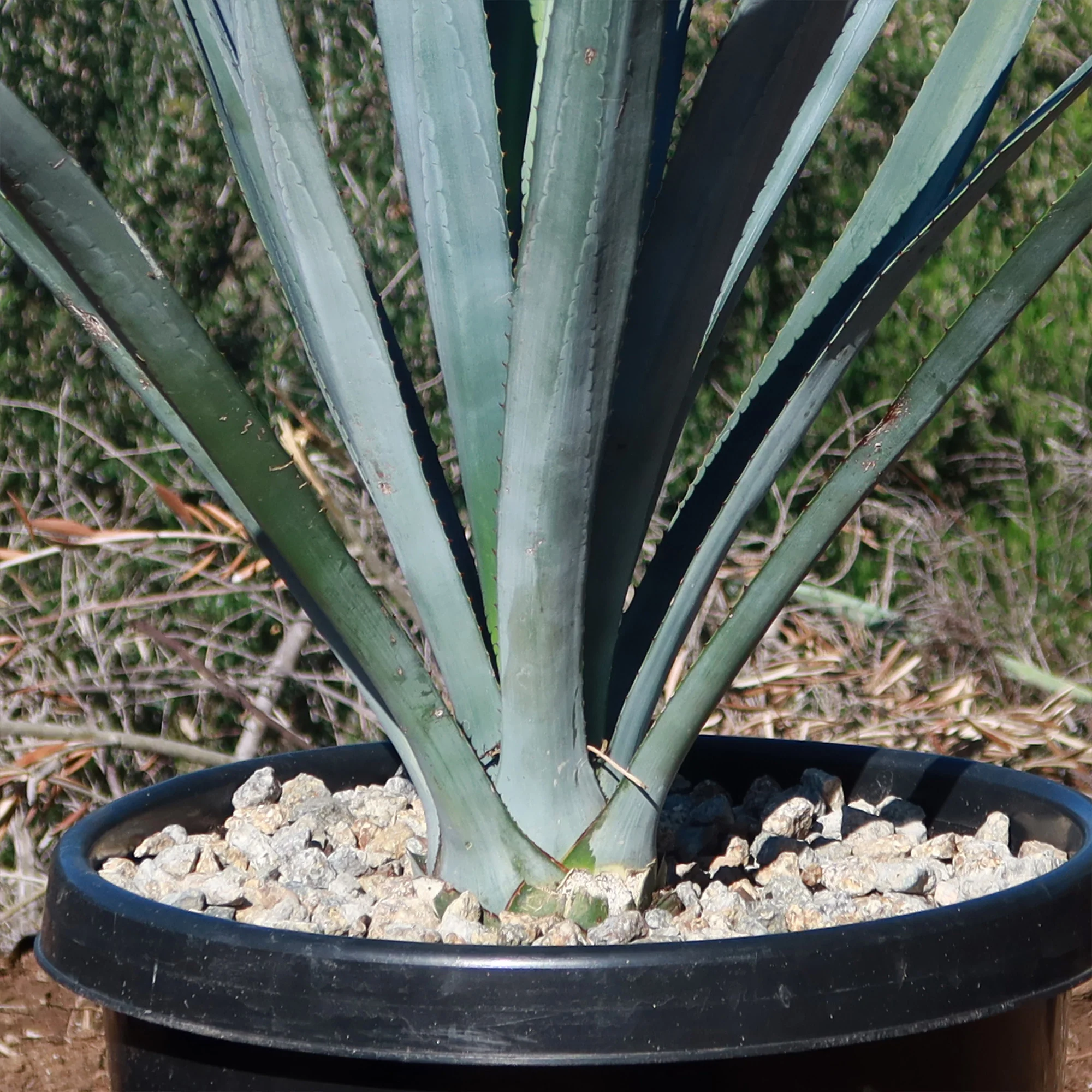 Blue agave - Agave Tequilana 'Tequila Plant'