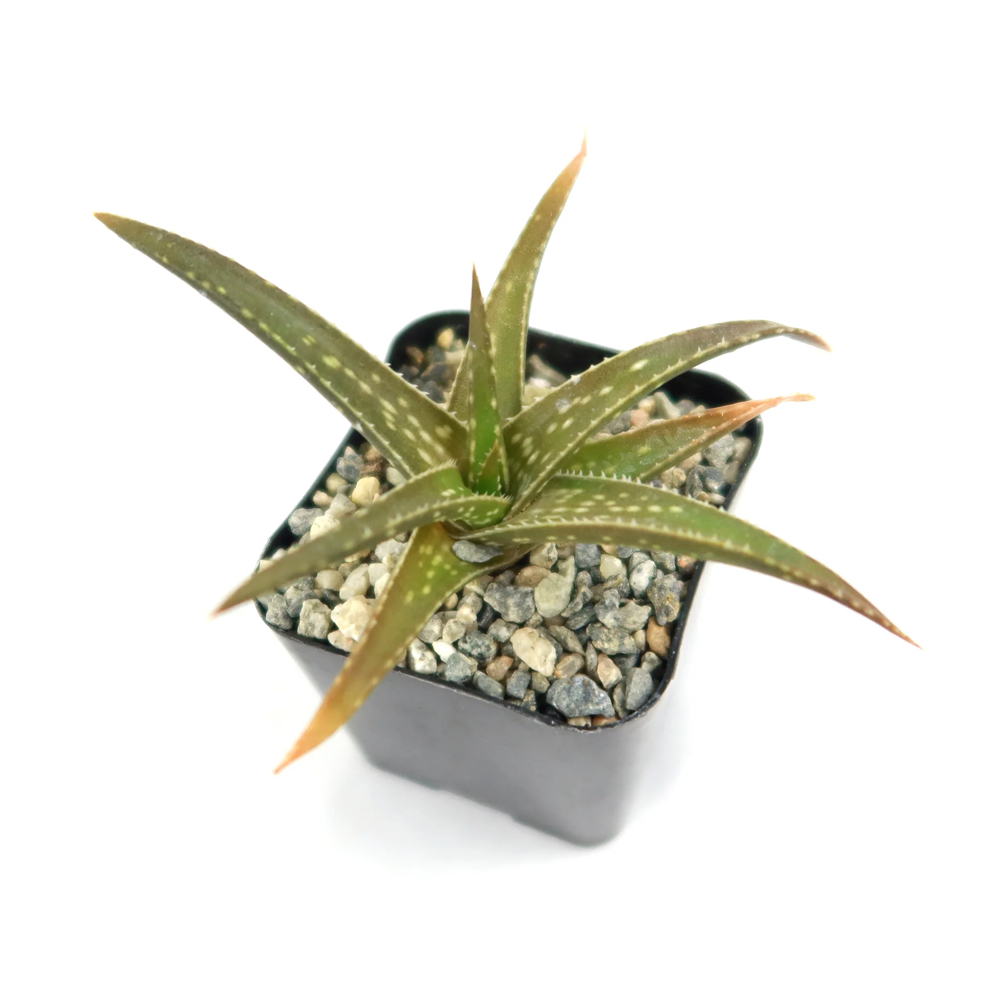 Aloe firebird hybrid