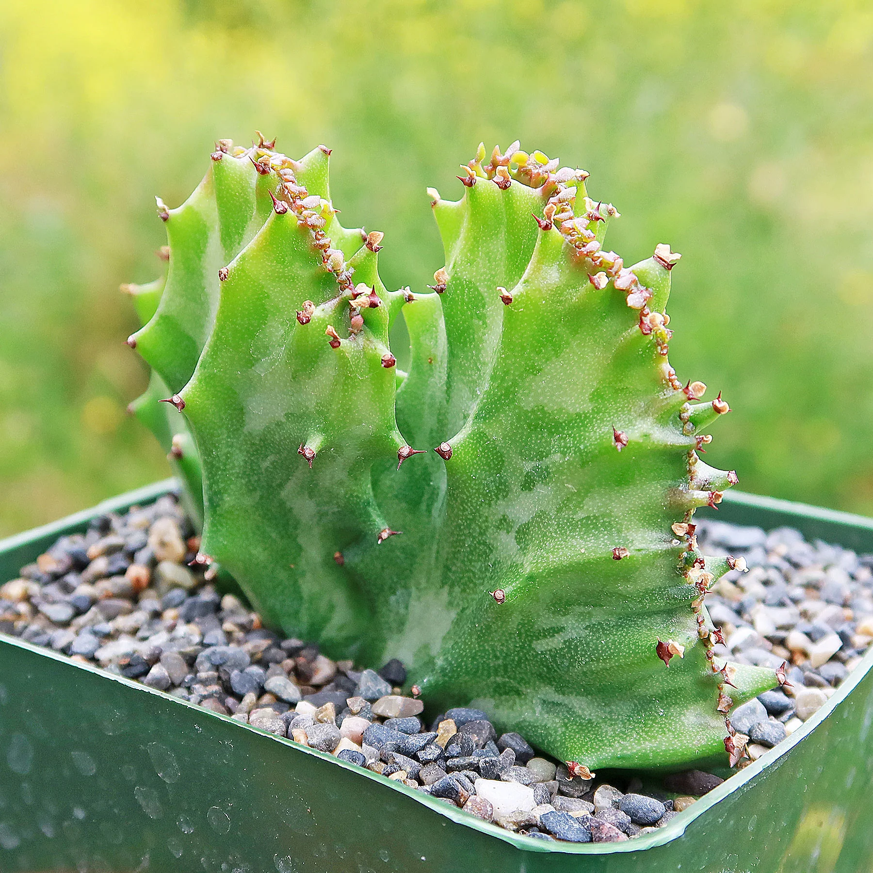 Coral Cactus - Euphorbia lactea 'cristata'