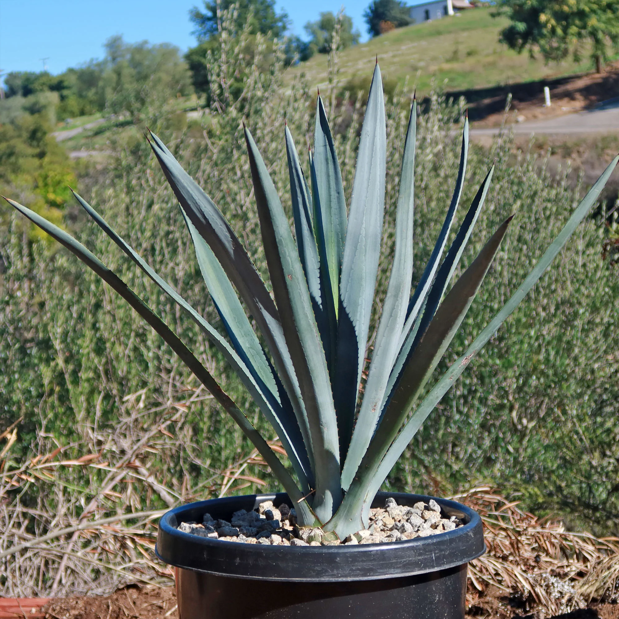 Blue agave - Agave Tequilana 'Tequila Plant'