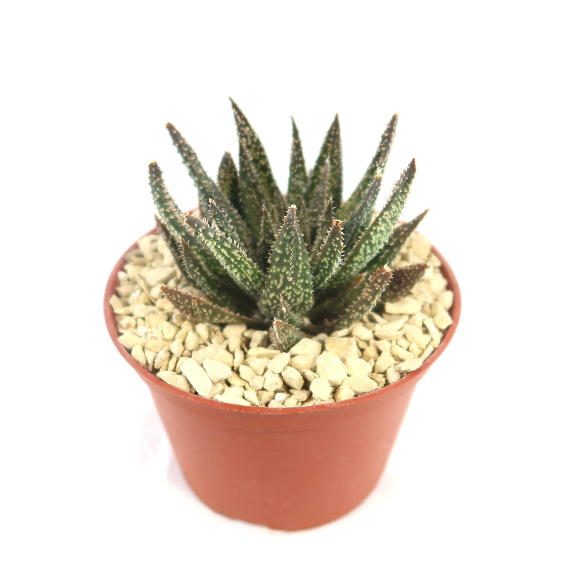 Aloe Gasteraloe Tarantula